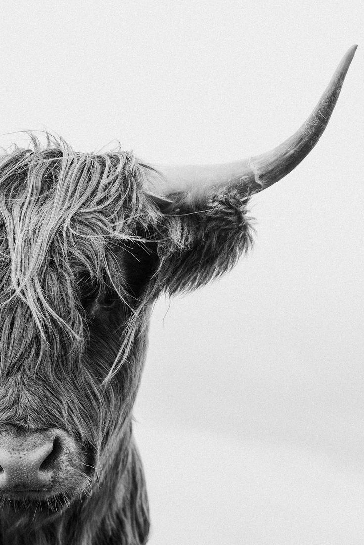 736x1102 Wallpaper. Highland cow print, Highland cow art, Cow art