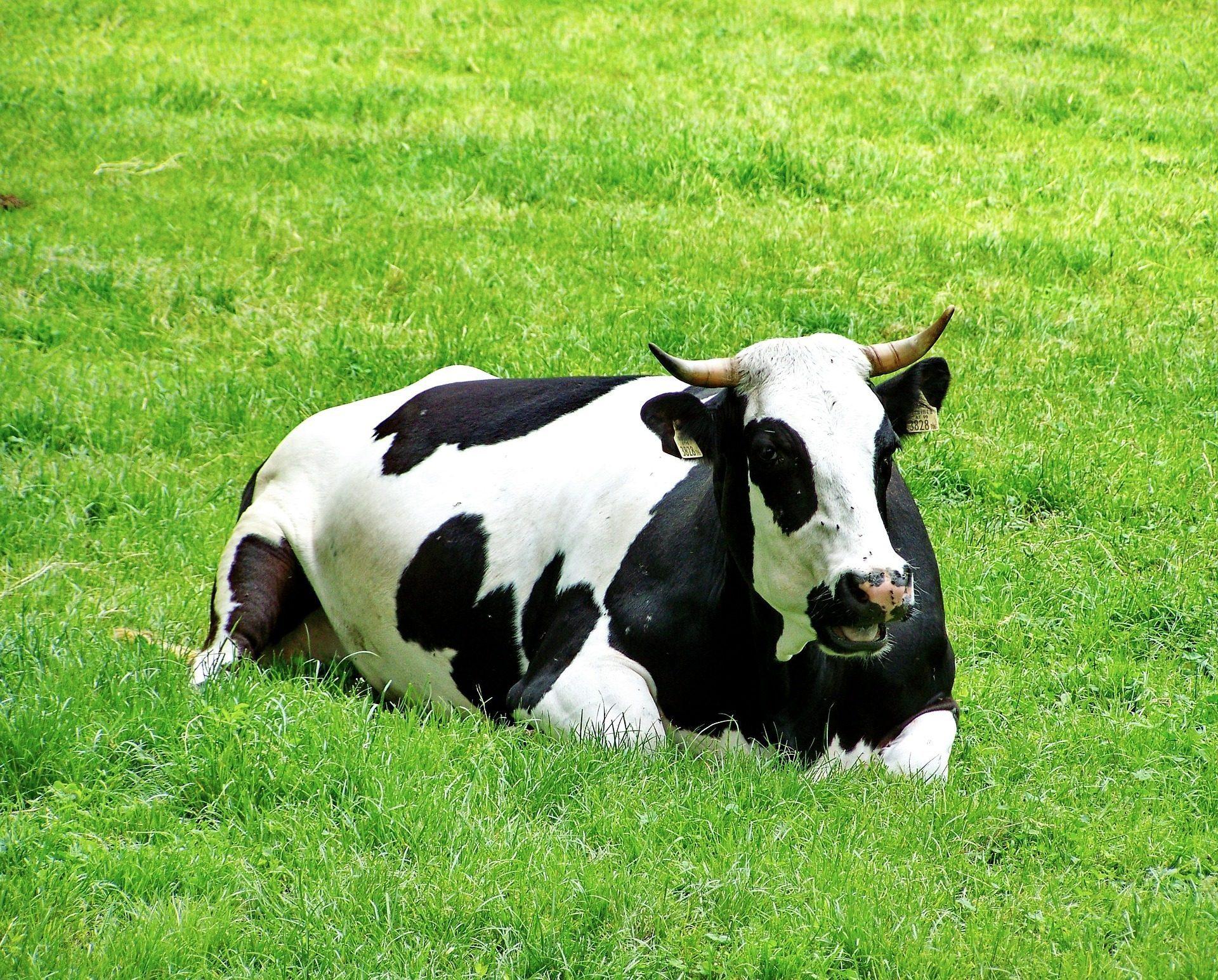 1920x1545 Black And White Cows Image Free Download
