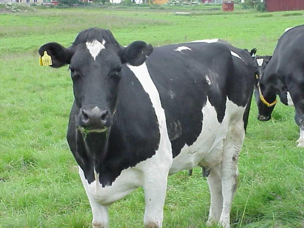 1024x768 black white cow animal picture. White cow, Cow, Cow picture
