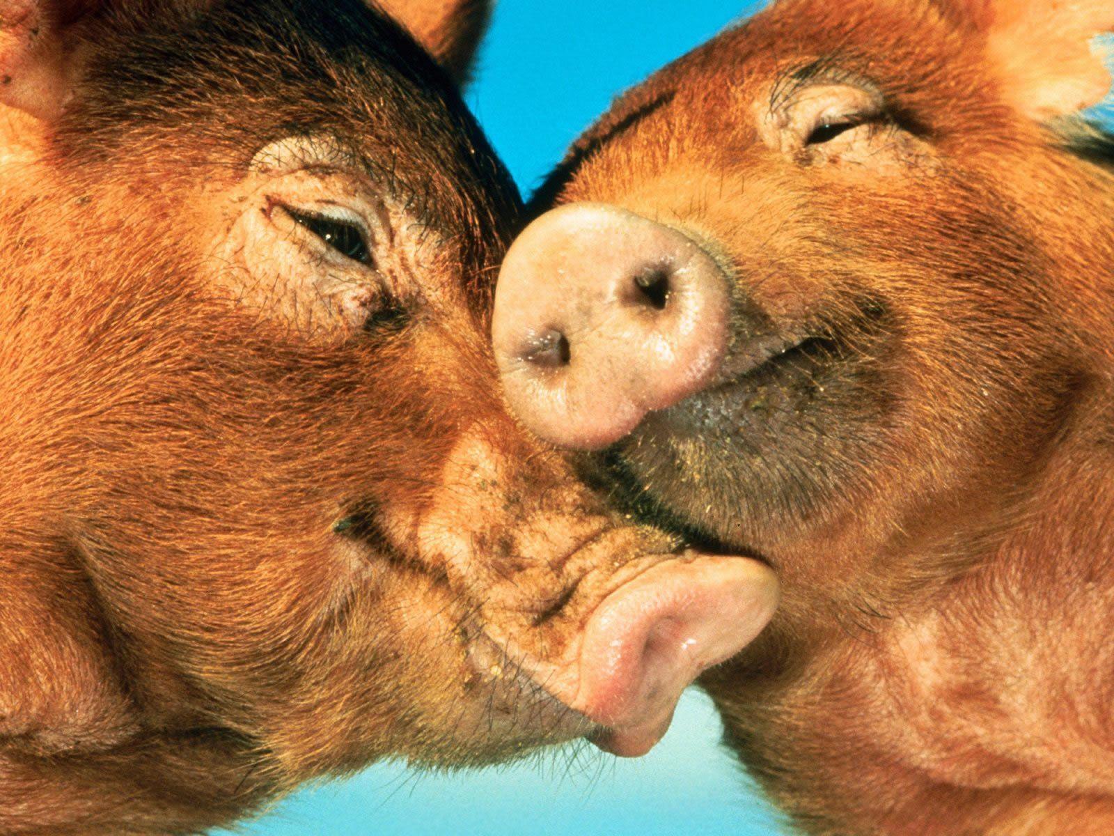 1600x1200 Free download All You Need Is Love Animals Wallpaper Image with Farm Animals [1600x1200] for your Desktop, Mobile & Tablet. Explore Farm Animal Wallpaper. Vintage Farmhouse Wallpaper, Farm Animal