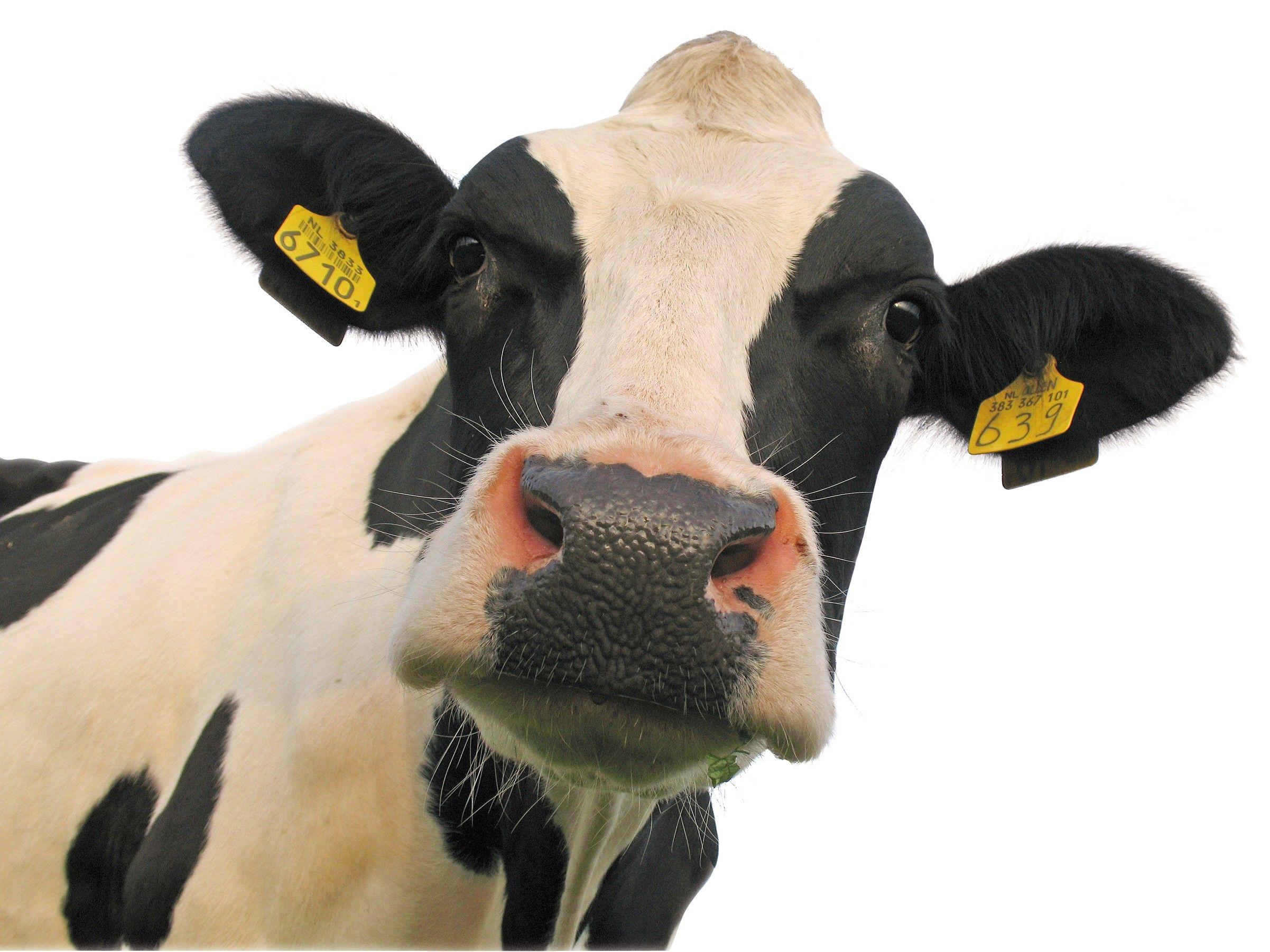 2403x1802 OVER 100 FUN & COOL WALLPAPERS!. Cow picture, Cow face, Cow