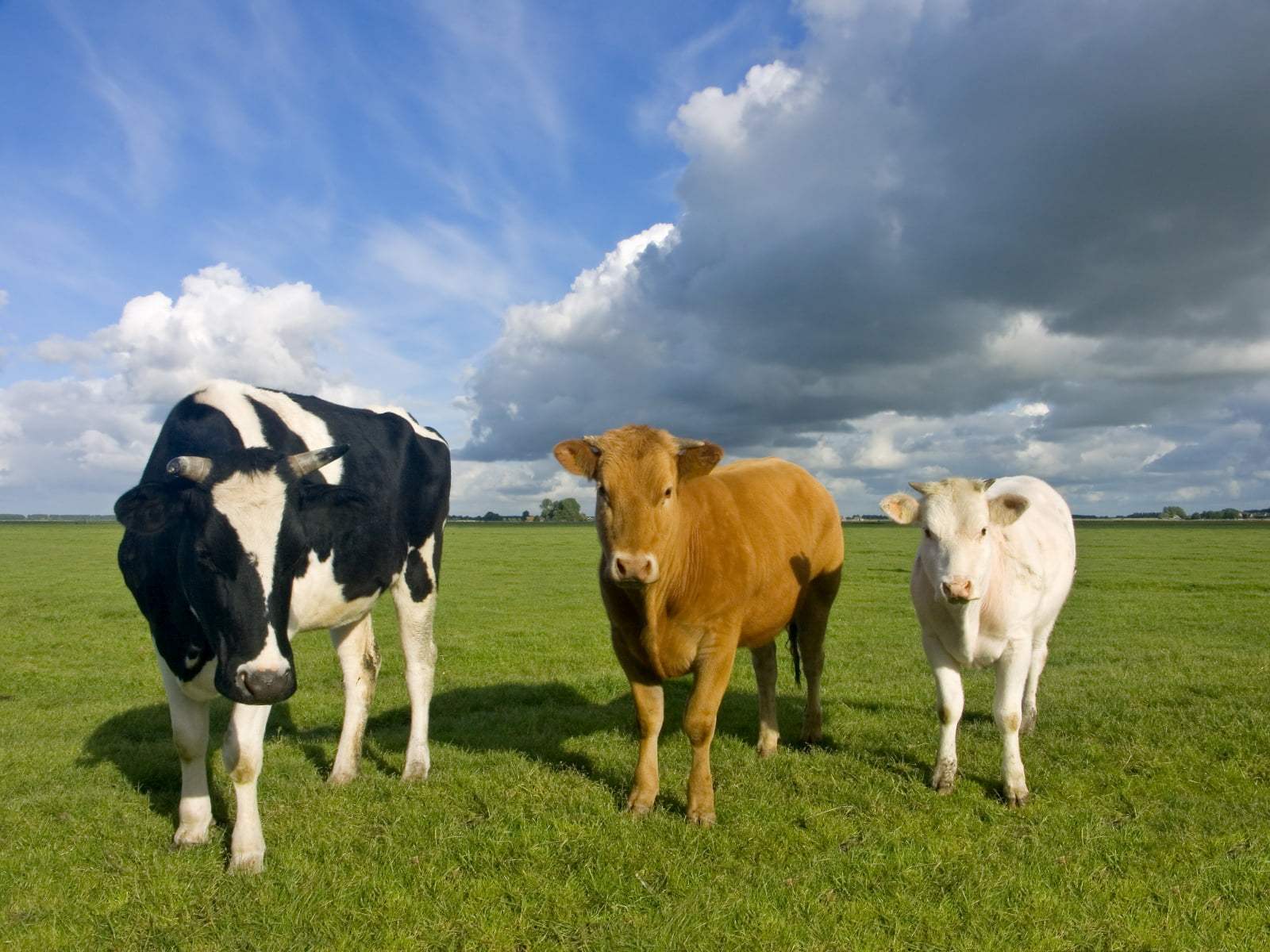 1600x1200 Zendha: Black And White Cow Wallpaper