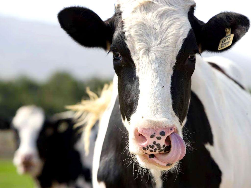 1024x768 Cow Wallpaper. Dangerous Cow Wallpaper, Cow Print Wallpaper and Cow Wallpaper