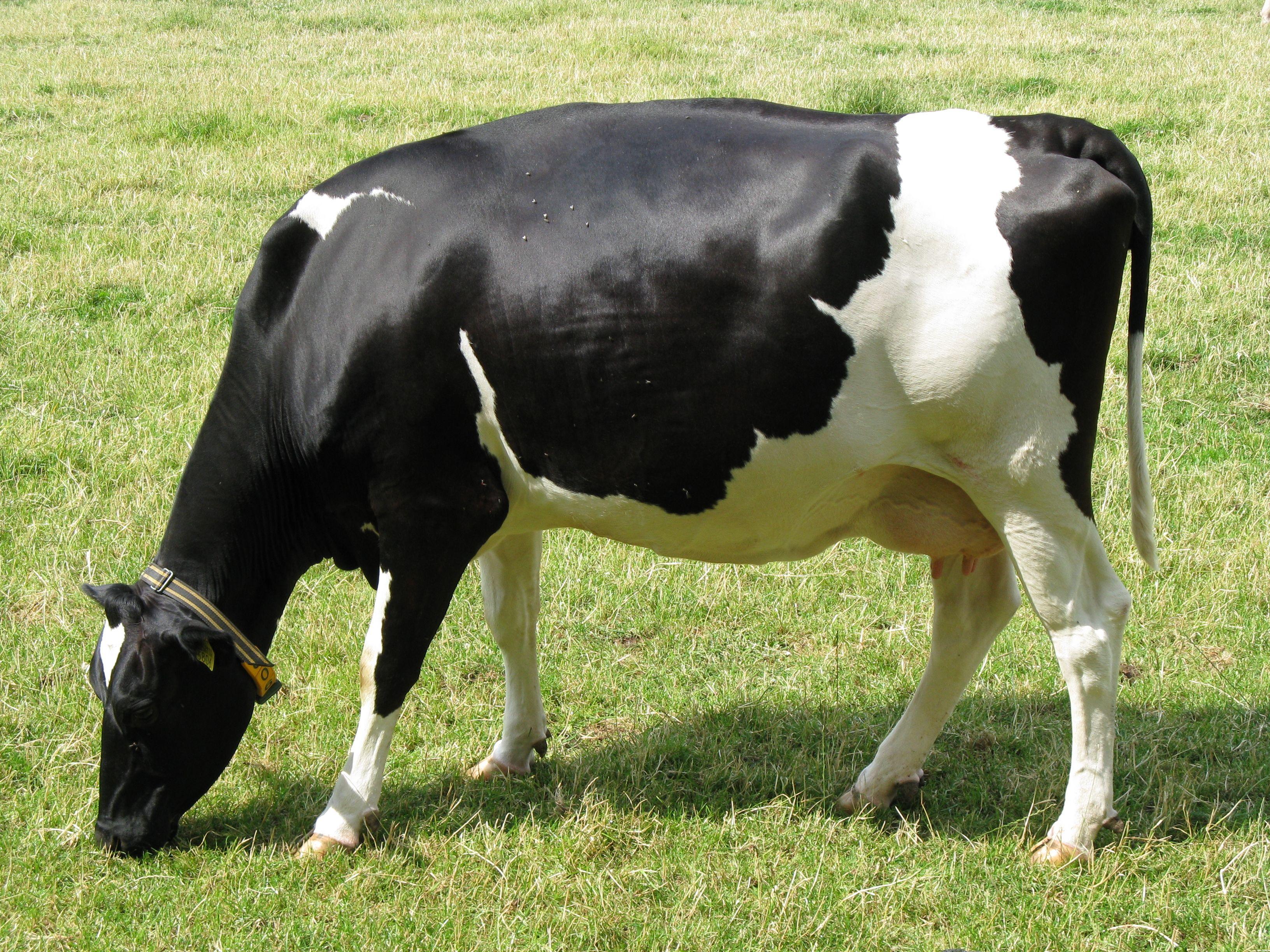 3264x2448 Free download Description Cow bwJPG [3264x2448] for your Desktop, Mobile & Tablet. Explore Cattle Wallpaper. Cow Wallpaper, Cow Wallpaper for Desktop, Cow Print Wallpaper