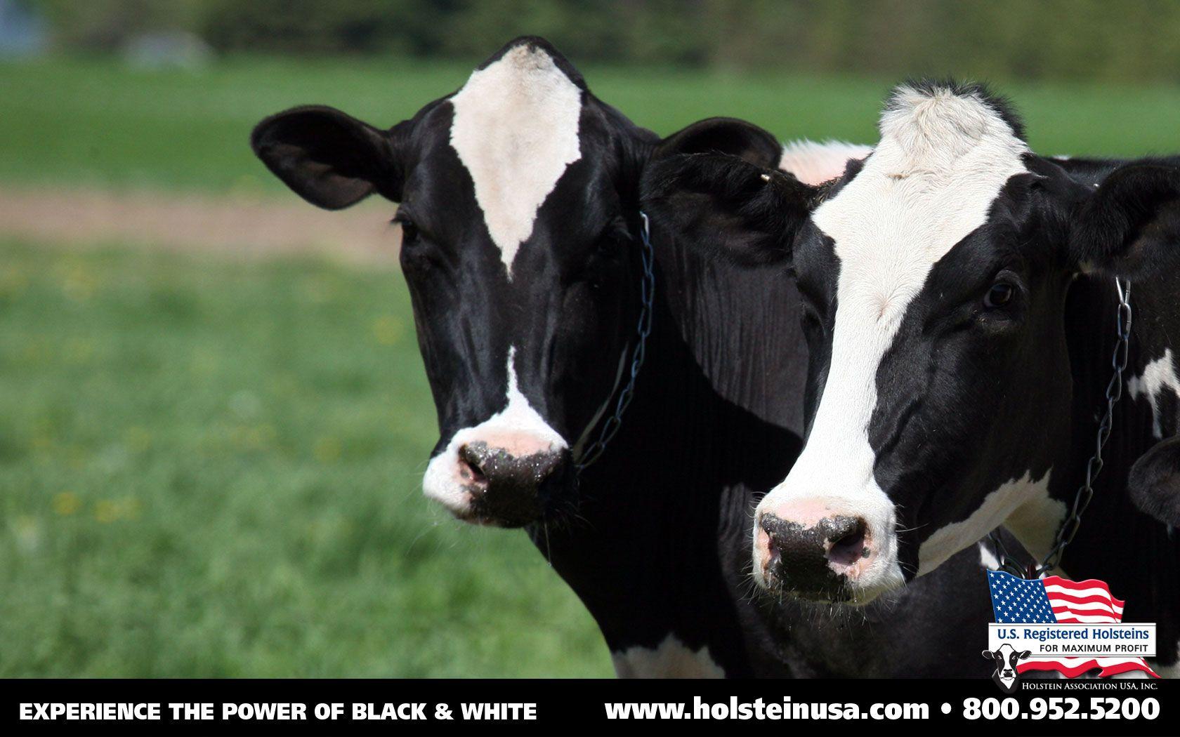 1680x1050 Holstein Cow Wallpaper Border