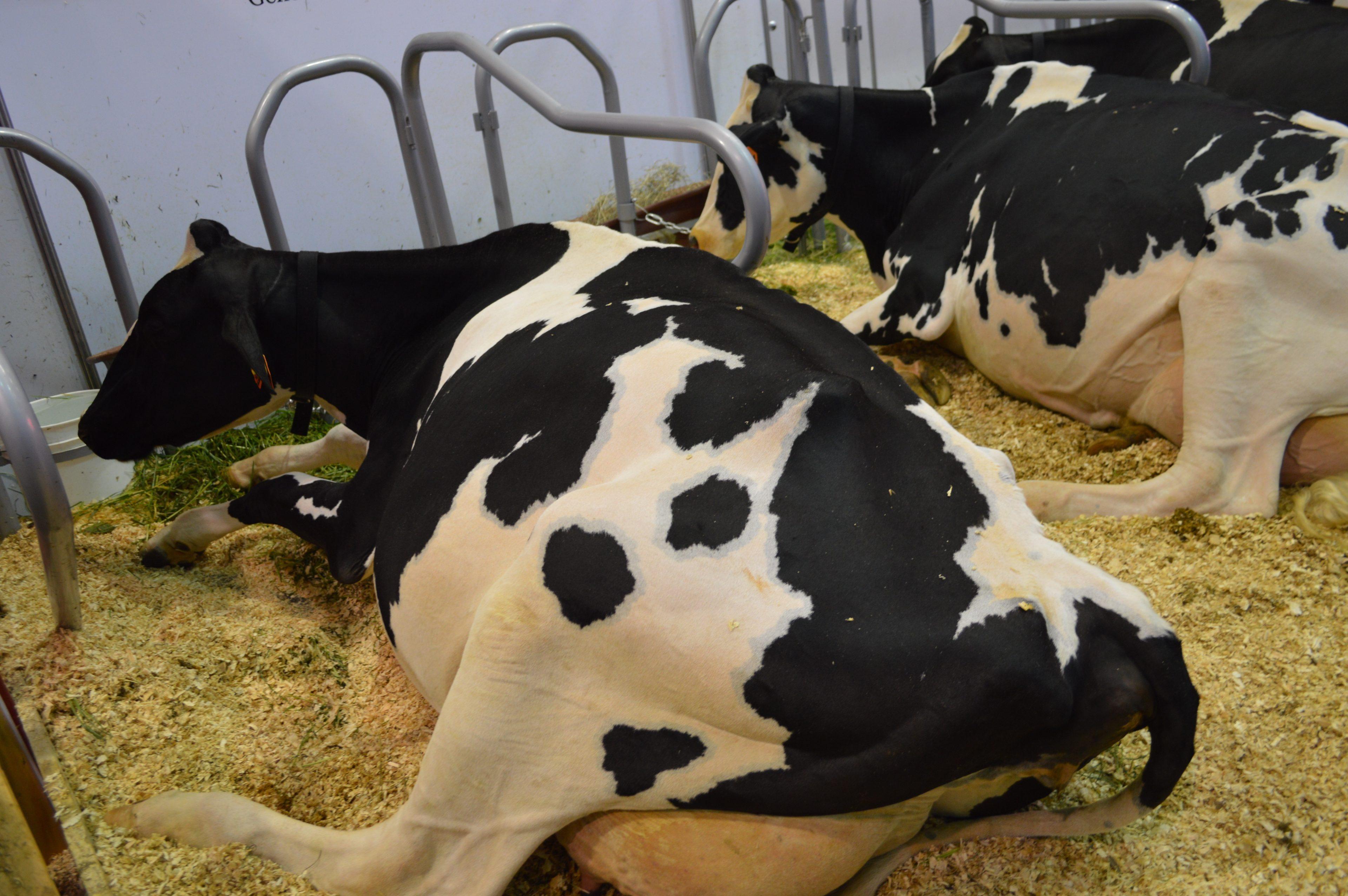 3840x2553 Black And White Cows Image Free Download