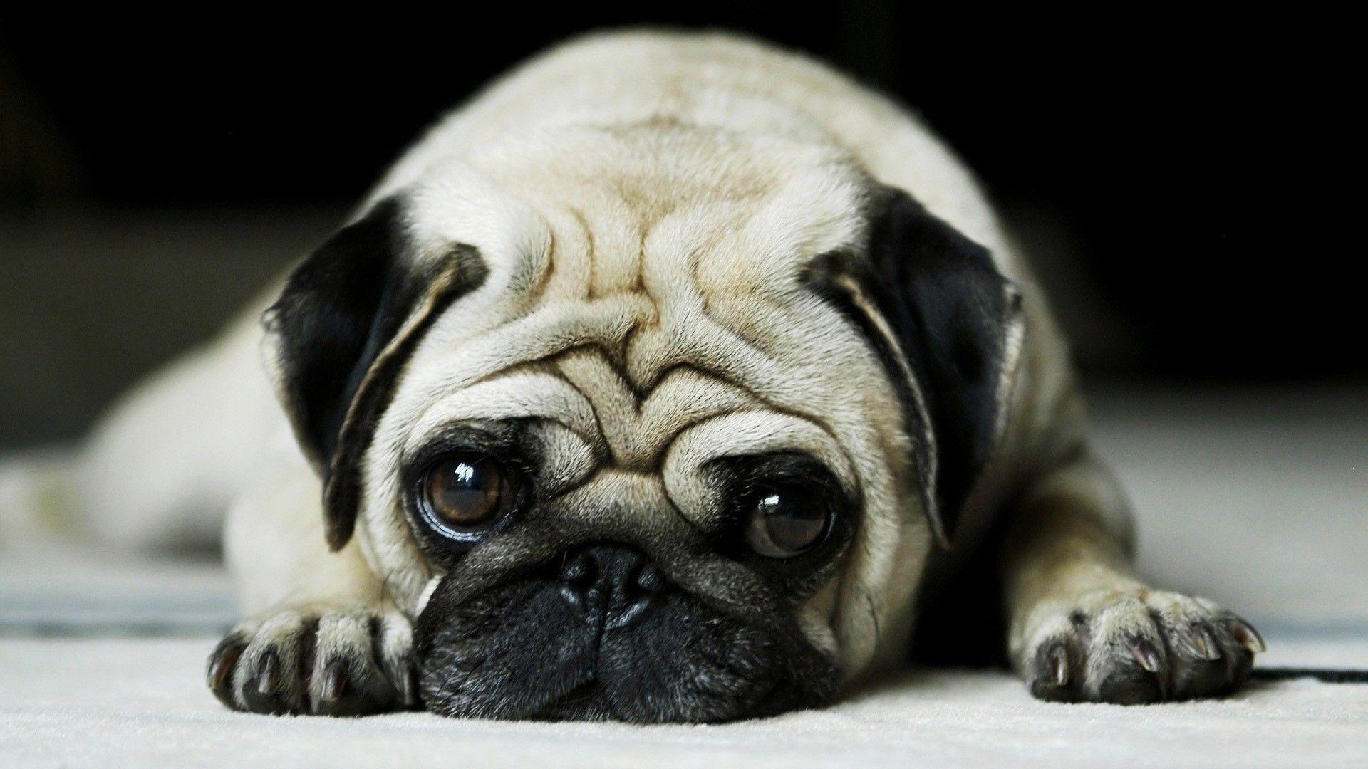 1920x1080 Cute Animal Wallpaper