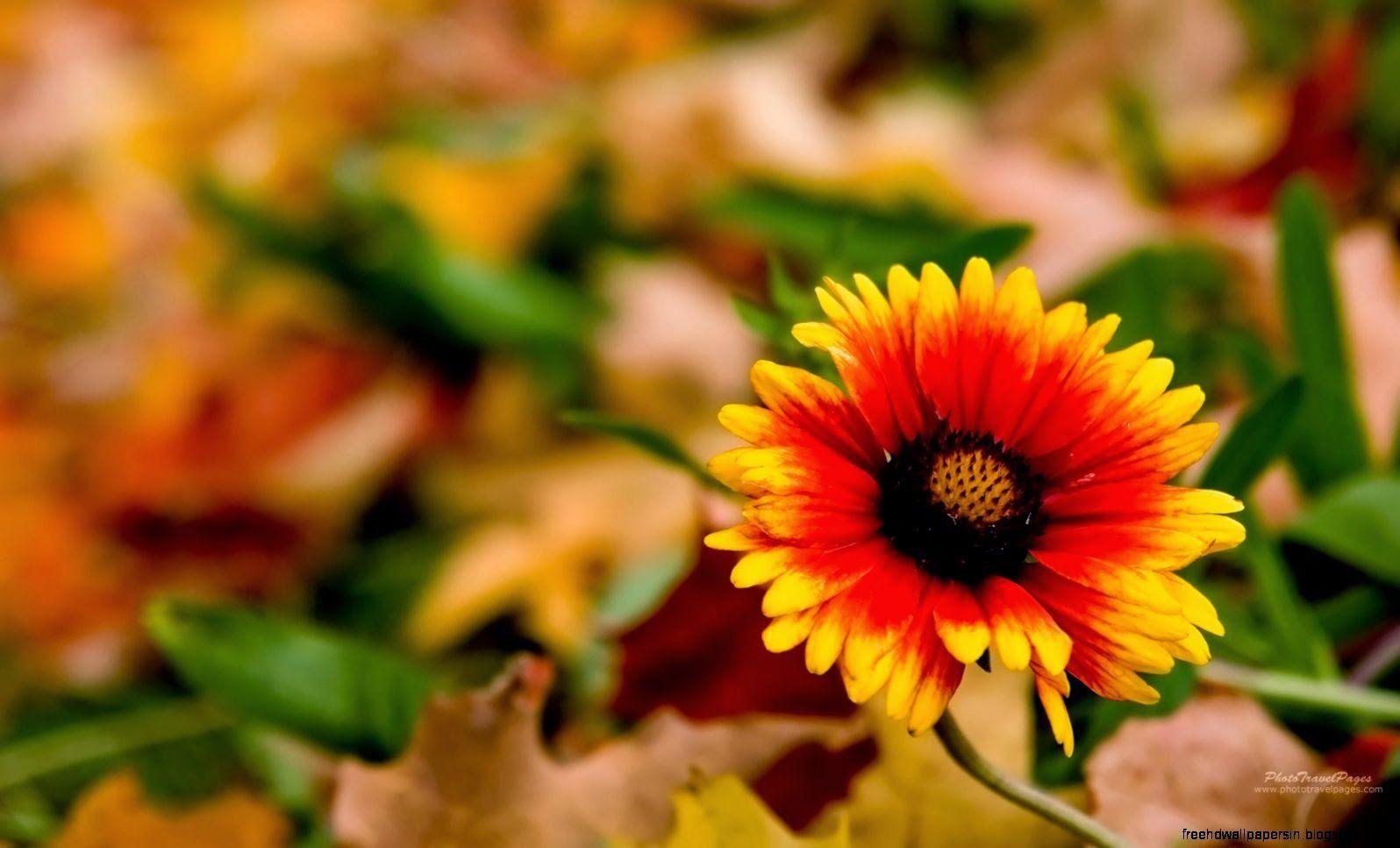 1596x966 Fall Flower Wallpaper for Desktop
