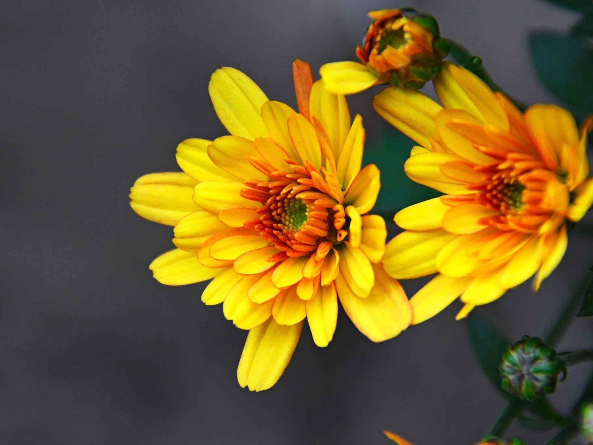 1920x1440 Yellow Flowers Chrysanthemum Autumn Flowers Ornamental Plants Flowers 4k Ultra HD 1610 Desktop Background For Pc & Mac Laptop Tablet Mobile Phone :
