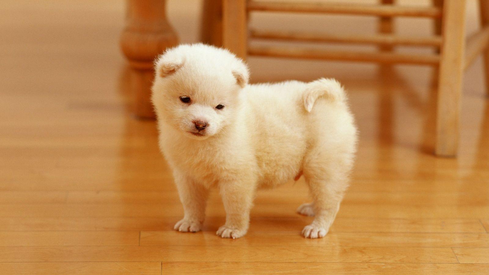 Fluffy Puppy Wallpapers - Top Free Fluffy Puppy Backgrounds