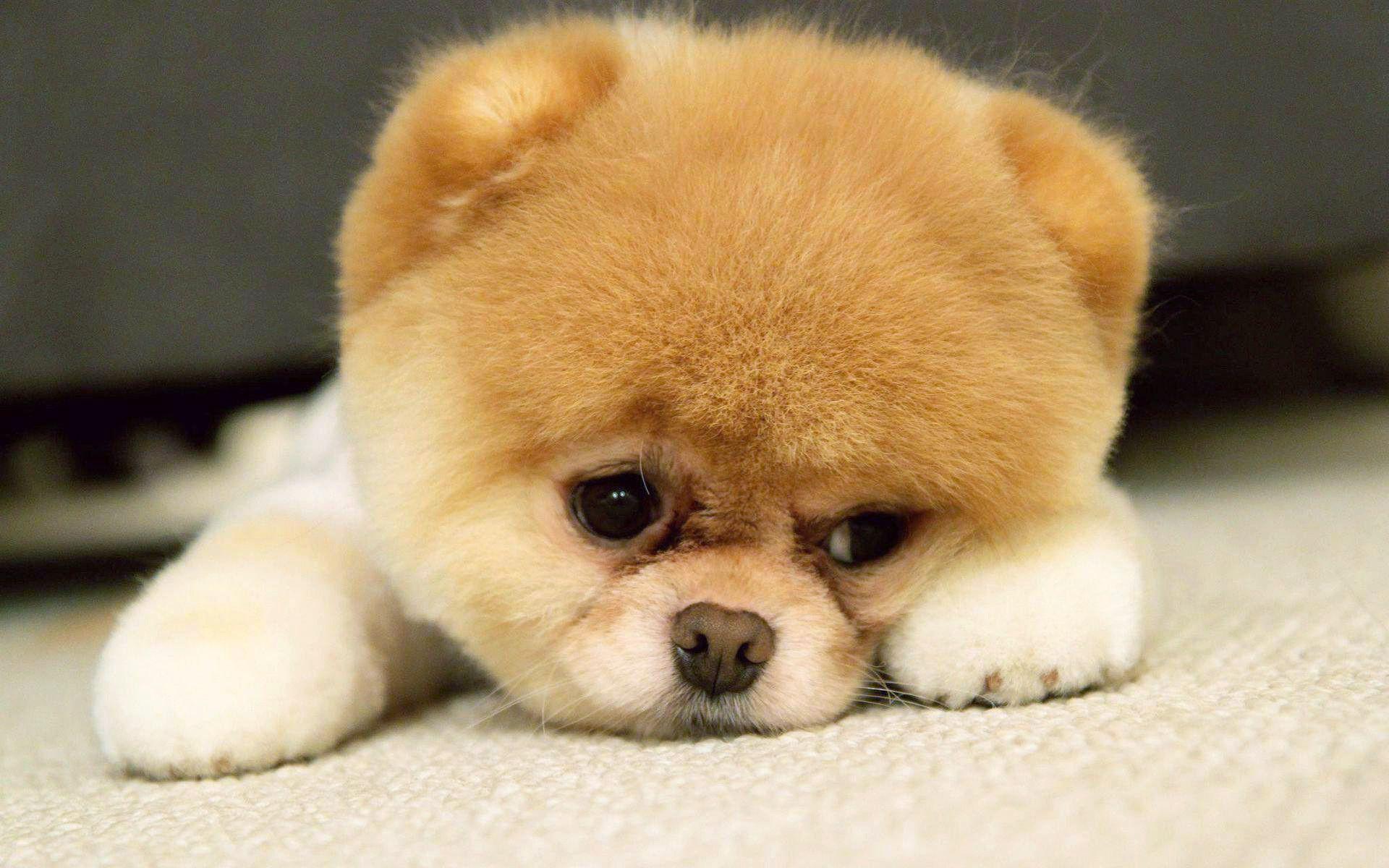 1920x1200 Puppy Wallpaper background picture