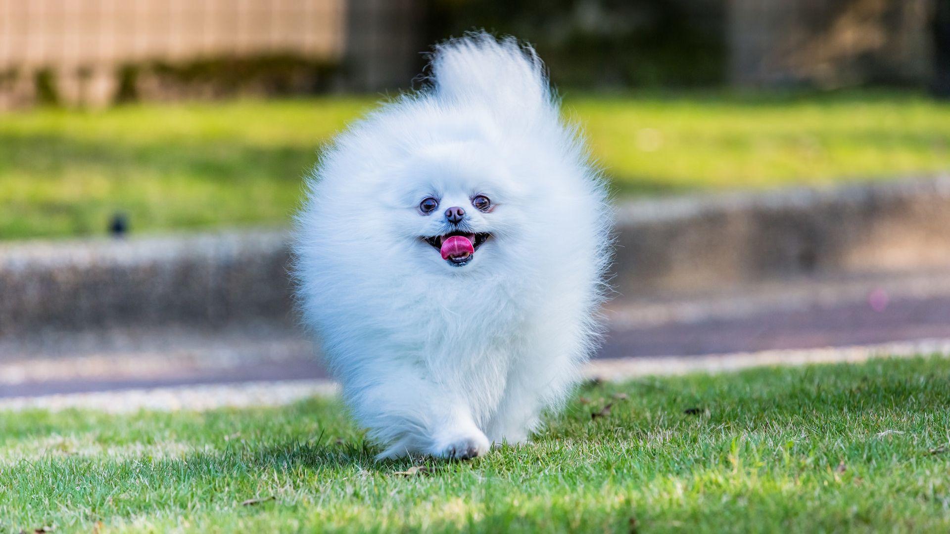 1920x1080 Fluffy Dog Wallpaper Download At Wallpaperbro HD Wallpaper