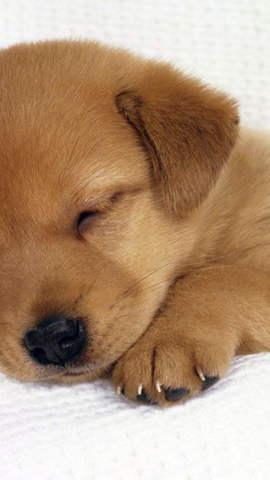 Fluffy Puppy Wallpapers - Top Free Fluffy Puppy Backgrounds - WallpaperAccess