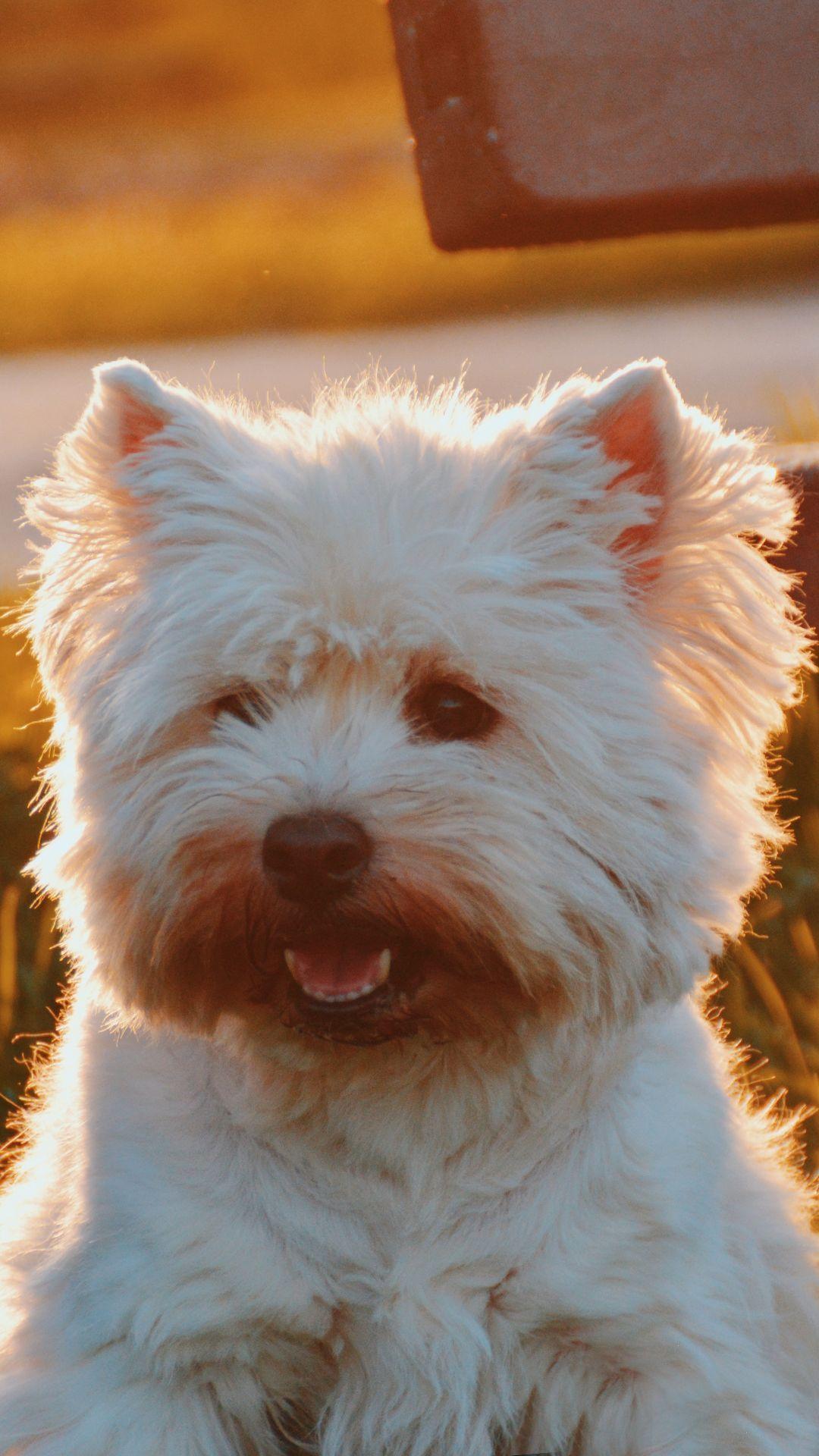 1080x1920 Fluffy Puppy iPhone Background