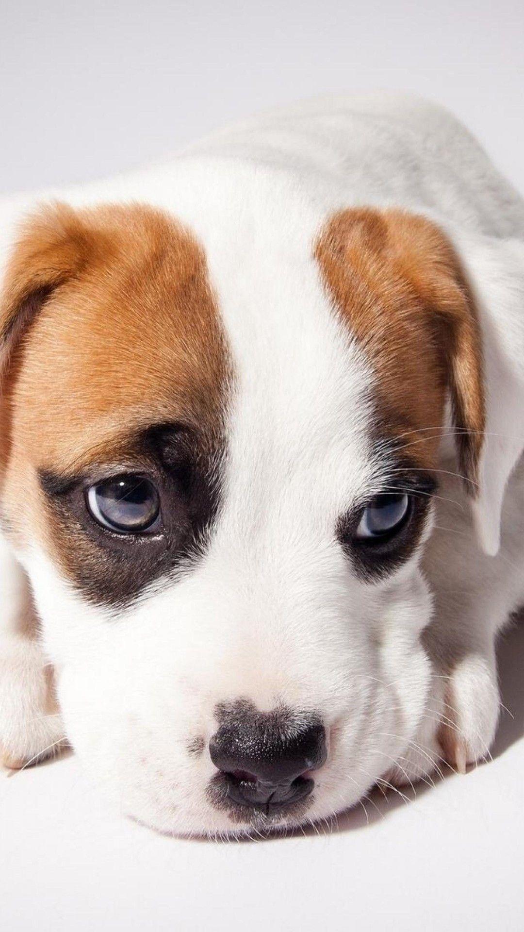 1080x1920 Cute Dogs HD Wallpaper for OnePlus 3