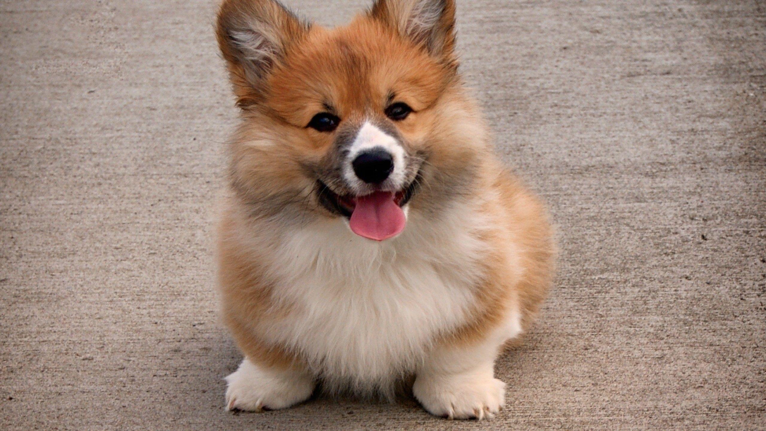2560x1440 Download 2560x1440 Welsh Corgi, Tongue, Adorable, Fluffy, Puppy, Dogs Wallpaper for iMac 27 inch