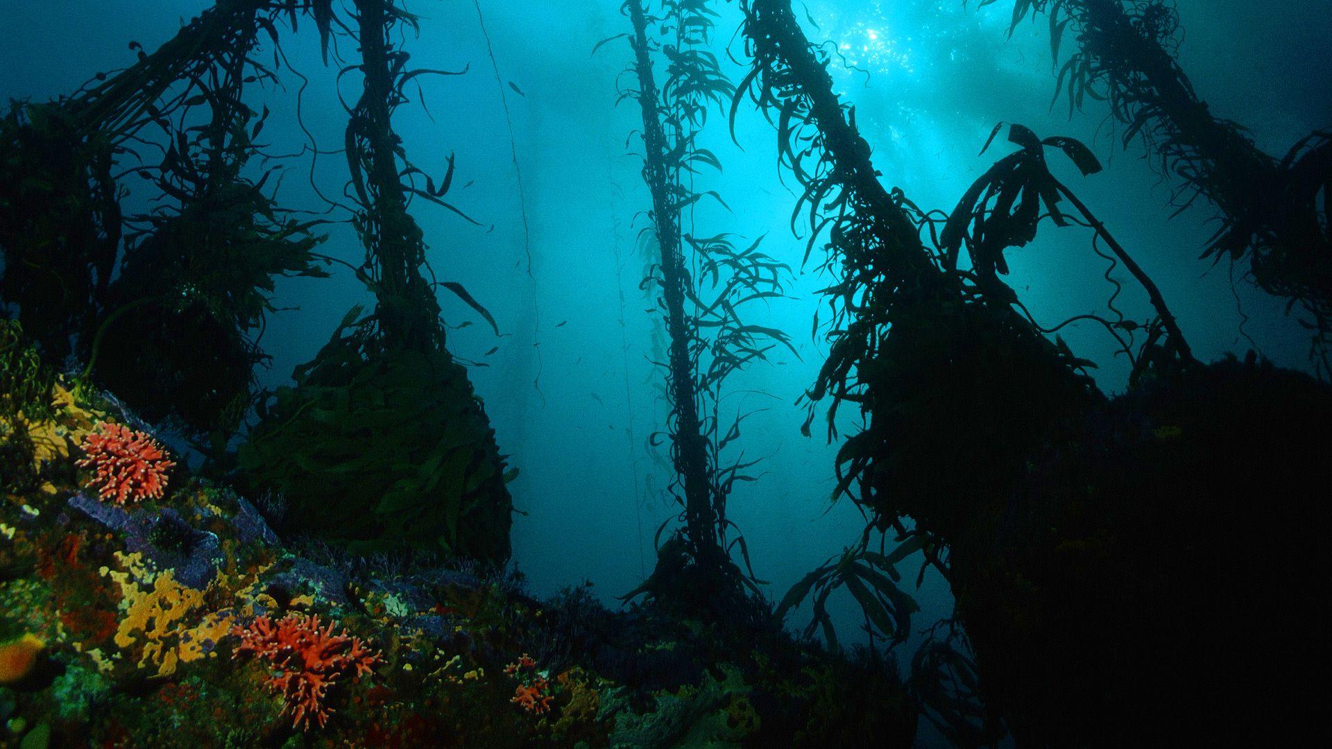 1920x1080 Free download Underwater HD Wallpaper Background Image 1920x1080 ID437435 [ 1920x1080] for your Desktop, Mobile & Tablet. Explore Underwater Photography Wallpaper. Underwater Photography Wallpaper, Underwater Wallpaper, Photography Wallpaper