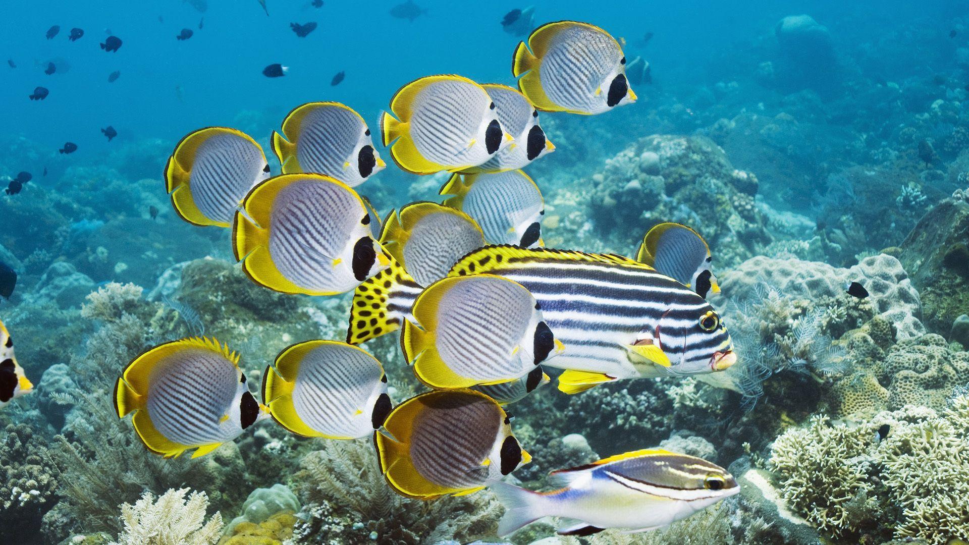 1920x1080 Download wallpaper 1920x1080 underwater, swim, ocean, coral, fish HD background