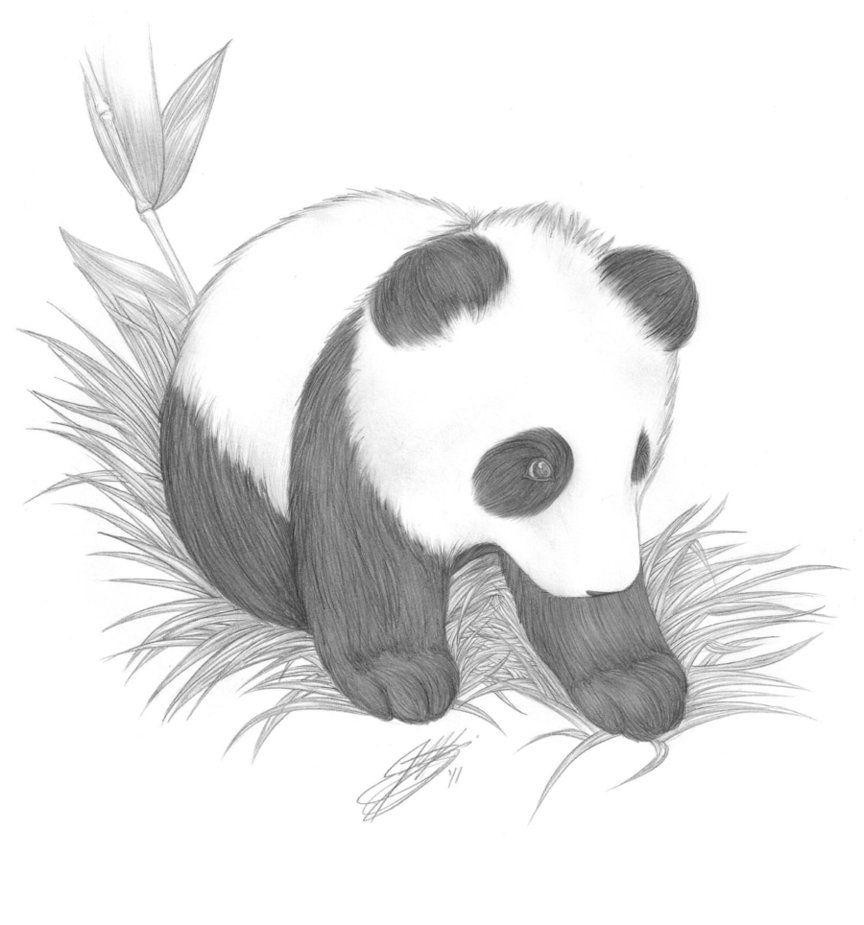 864x925 Drawing Of A Panda Cute Panda Drawings In Pencil. Amazing Wallpaper. Panda sketch, Panda drawing, Bear drawing