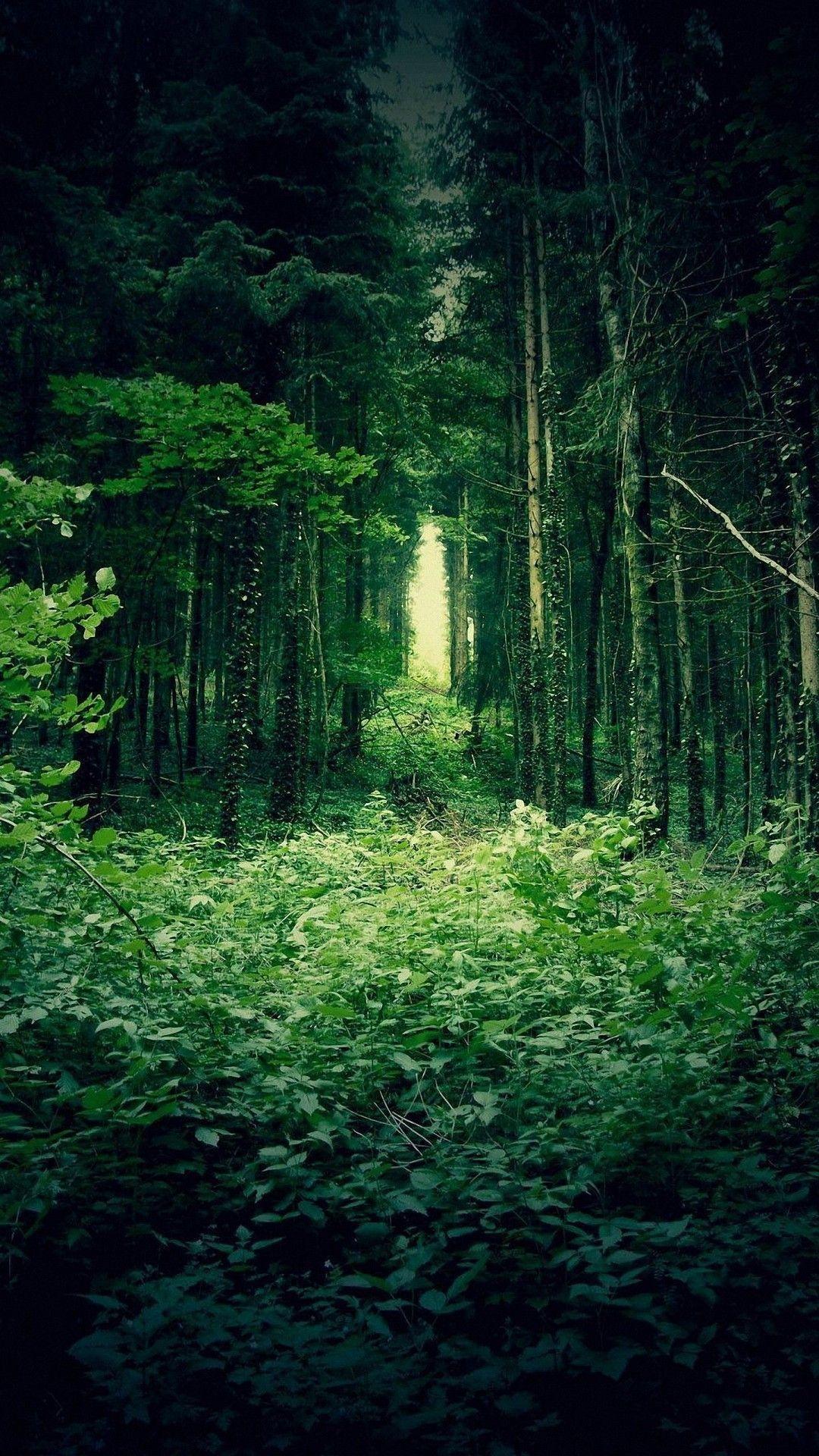 1080x1920 Hình Nền Rừng iPhone 11 HD 4k