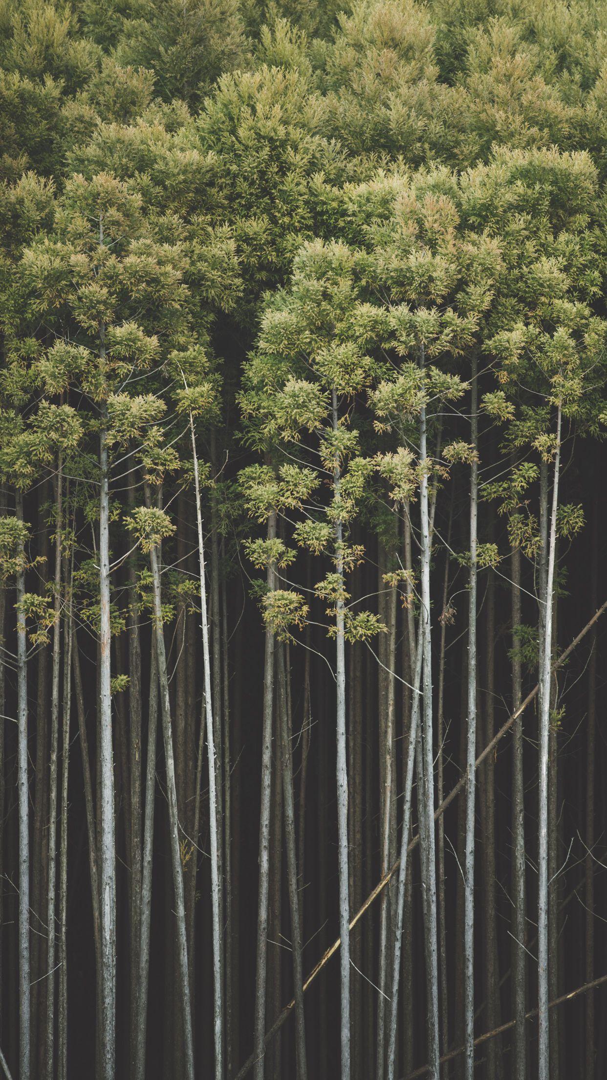1242x2208 Rừng Nhật Bản Hình Nền iPhone