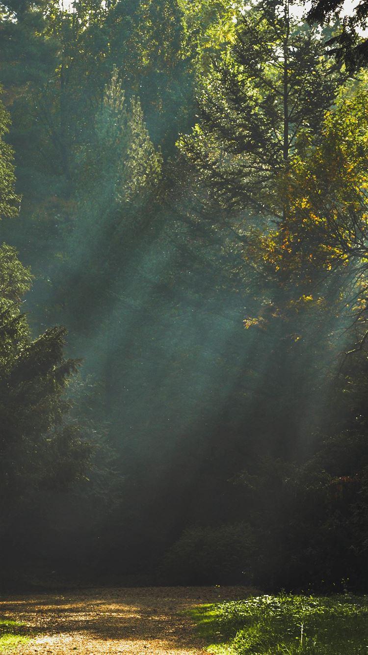 1080x1920 Wood Nature Tree Sunshine Light Hình nền iPhone 8 Tải xuống miễn phí https://wallpaperaccess.com/full/5117674.jpg