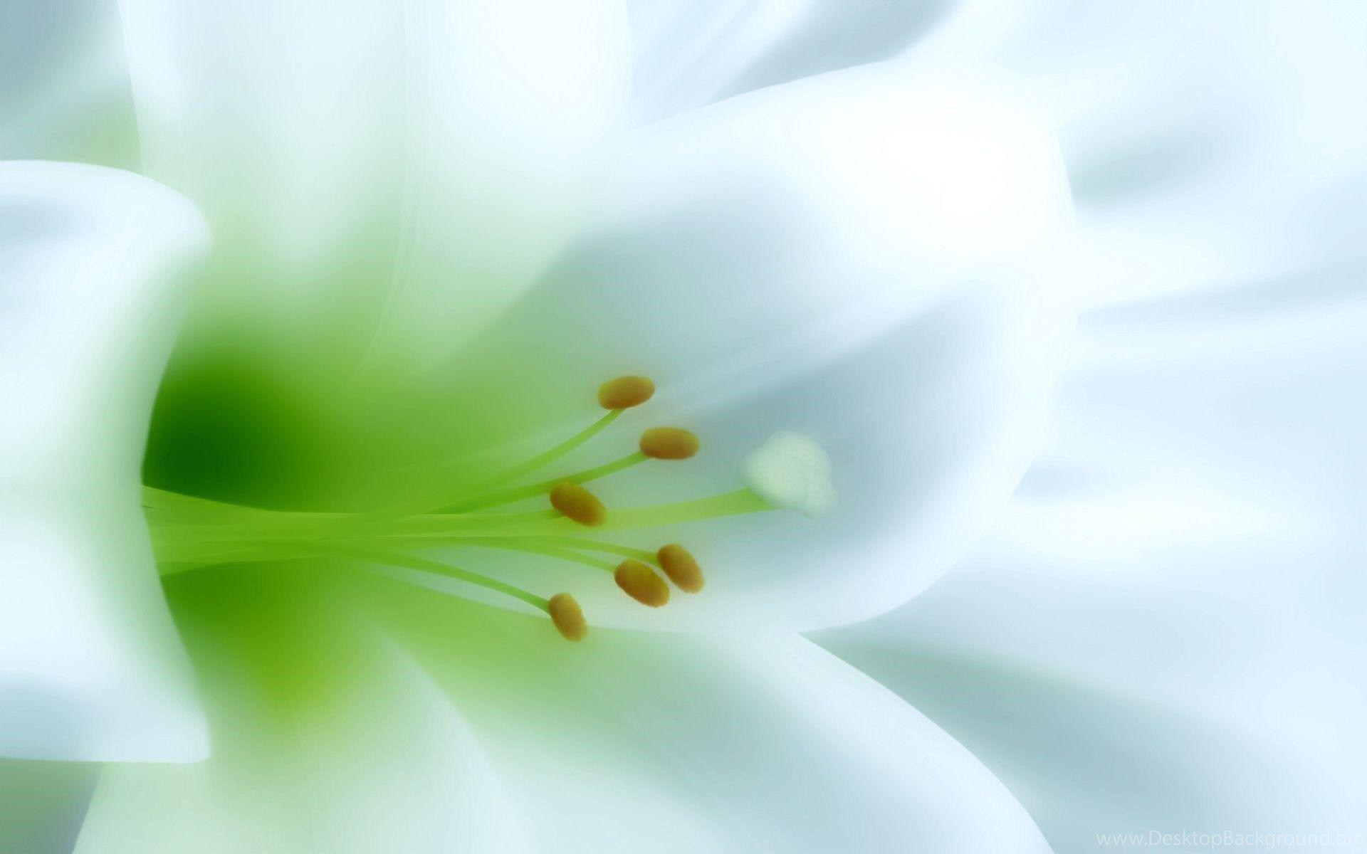 1920x1200 hình nền thiên nhiên ánh sáng Hình nền máy tính để bàn https://wallpaperaccess.com/full/5117700.jpg
