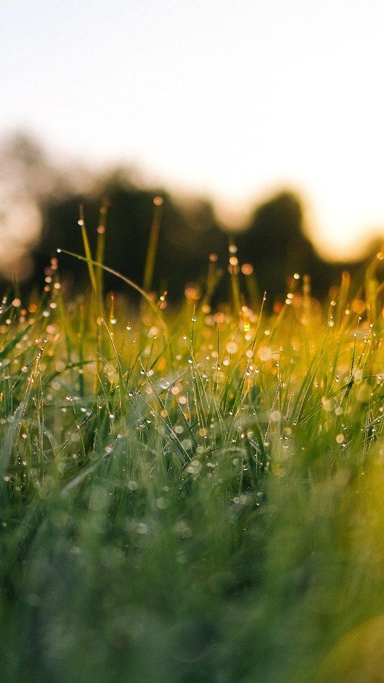 750x1334 Bãi cỏ Màu xanh lá cây Thiên nhiên Hoàng hôn Ánh sáng Bokeh Mùa xuân.  Thiên Nhiên Nền iPhone, Hình Nền Mùa Xuân, Thiên Nhiên Màu Xanh Lá Cây https://wallpaperaccess.com/full/5117782.jpg