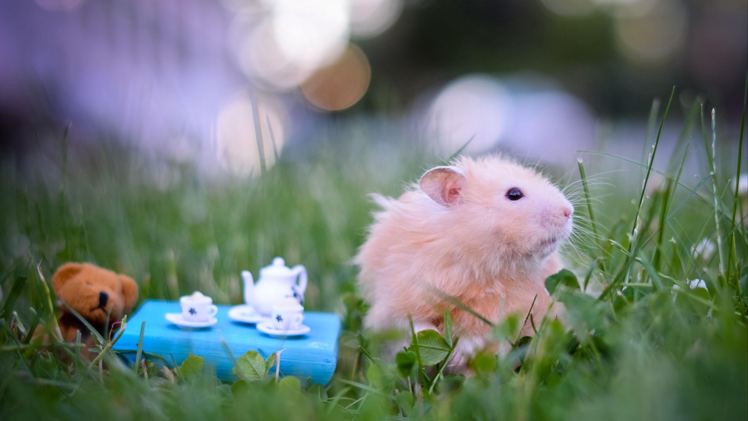 2560x1440 Download wallpaper 2560x1440 hamster, tea party, game, grass widescreen 16:9 HD background