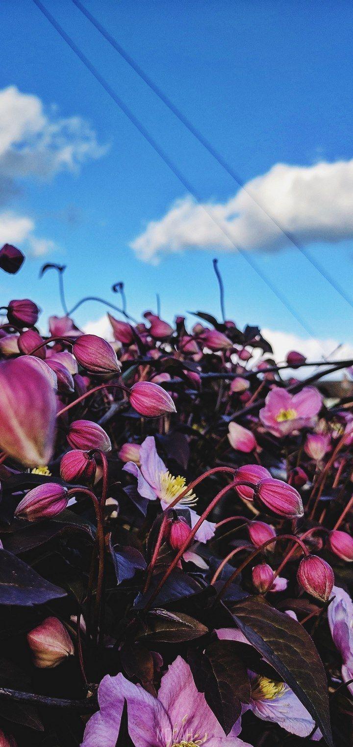 720x1520 flower vivid curve and render hd, vivo Y83 HD download, 720x1520