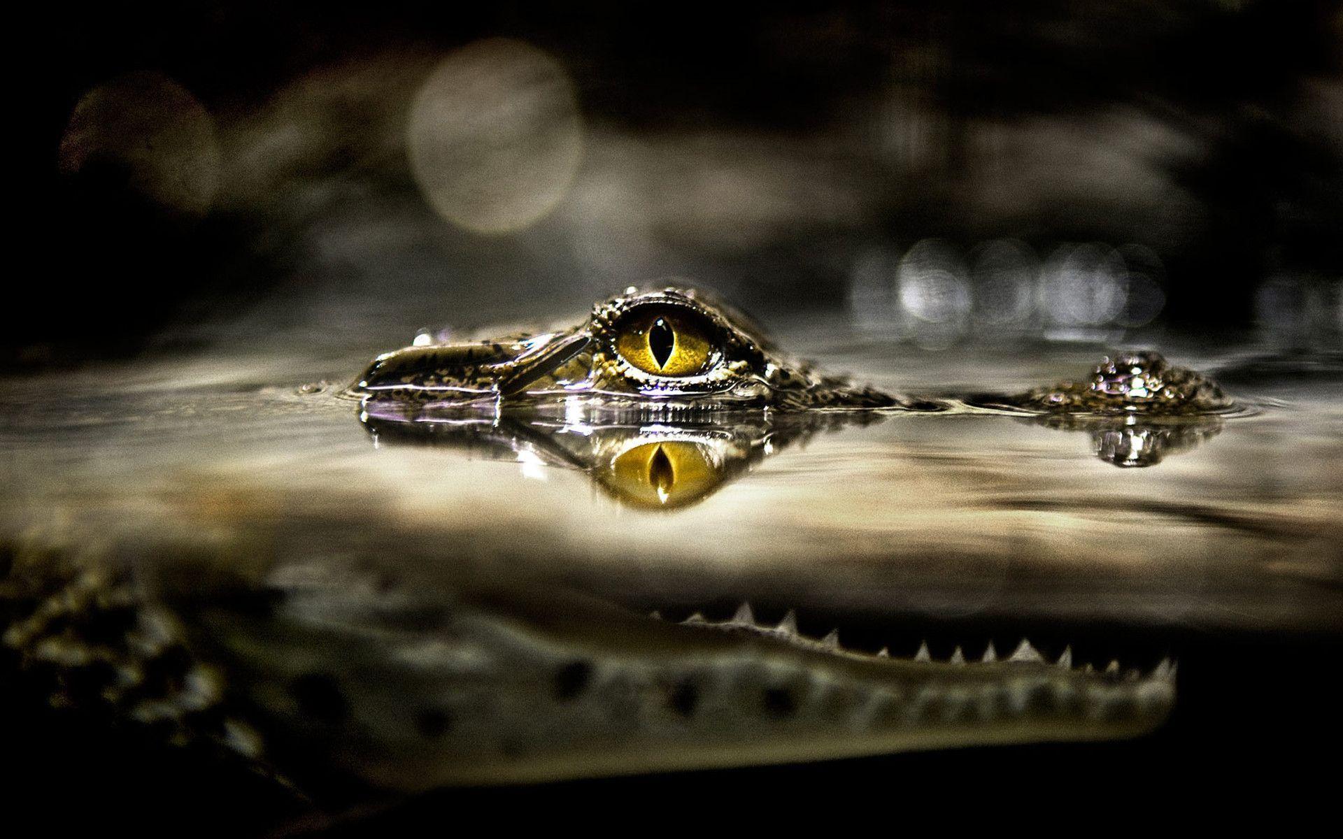1920x1200 Crocodile Wallpaper