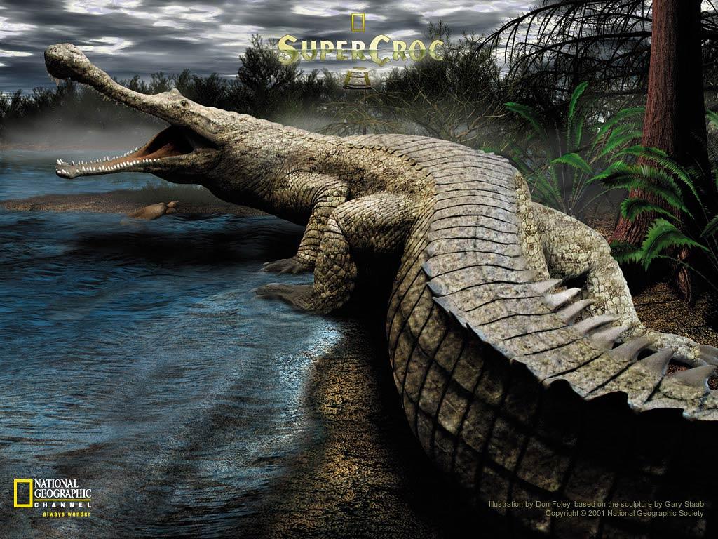 1024x768 Crocodile Wallpaper and background