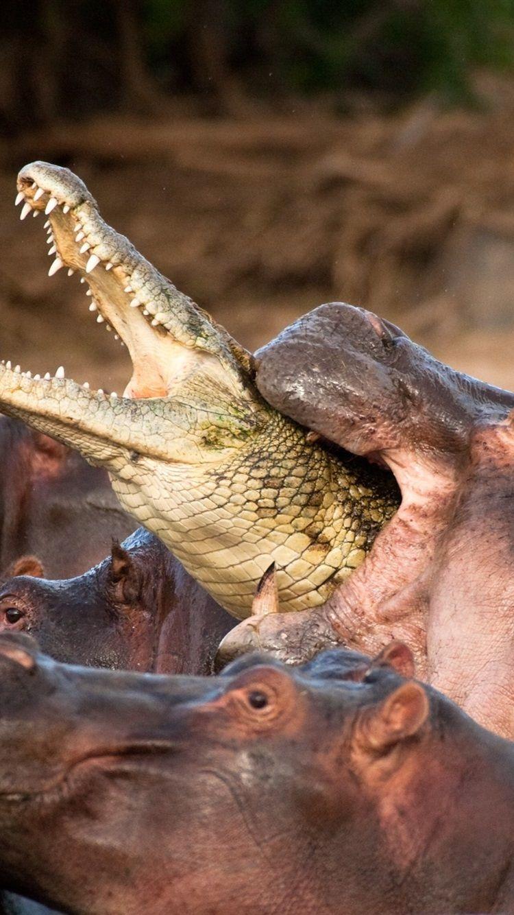 750x1334 iPhone Crocodile Wallpaper HD