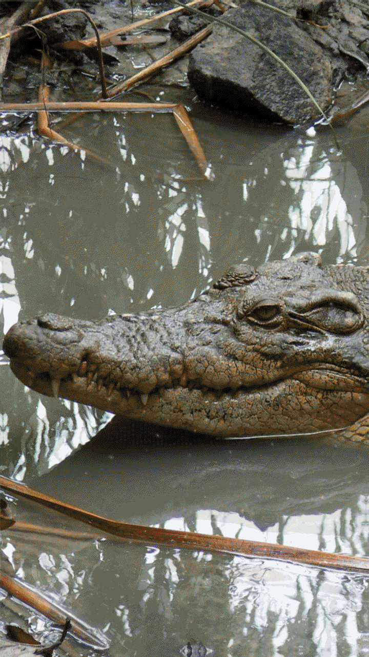 720x1282 crocodile wallpaper alligators. crocodile wallpaper background. crocodile wallpaper reptiles. Crocodile picture, Live wallpaper, Crocodile