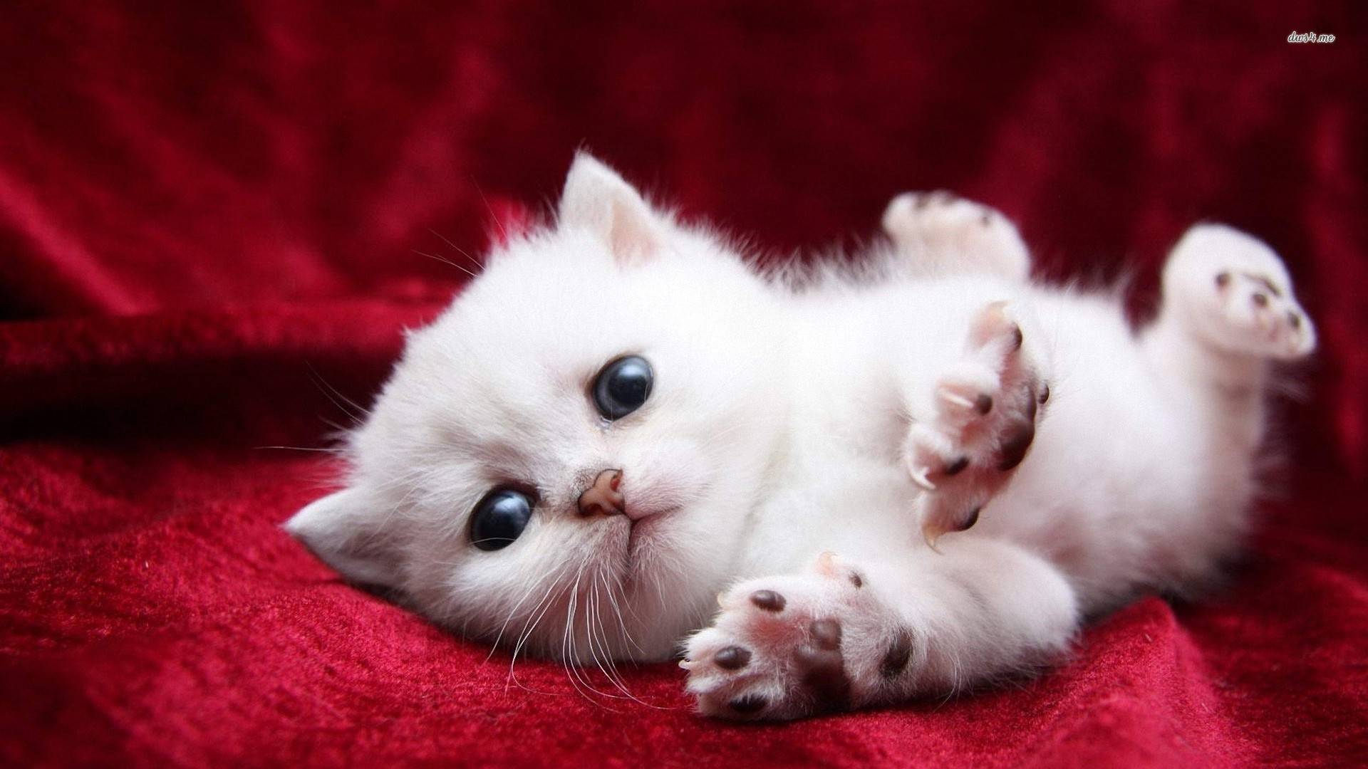 1920x1080 Tải xuống miễn phí Hình nền mèo trắng dễ thương Mèo mèo trắng siêu dễ thương [1920x1080] cho Máy tính để bàn, Di động & Máy tính bảng của bạn.  Khám phá Hình nền Mèo trắng.  Hình nền máy tính mèo, Mèo đen và trắng