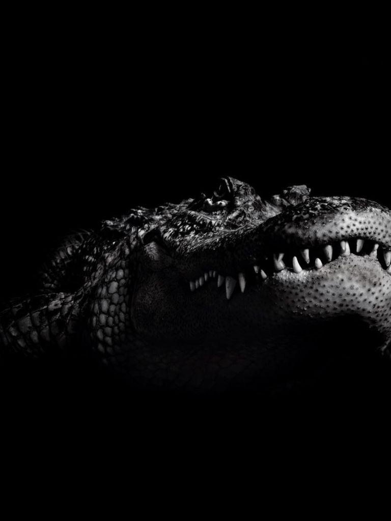 768x1024 Free download crocodile wallpaper crocodile wallpaper crocodile HD wallpaper [1600x1200] for your Desktop, Mobile & Tablet. Explore Croc Wallpaper. Alligator Skin Wallpaper, Alligator Textured Wallpaper, Crocodile Wallpaper Rolls