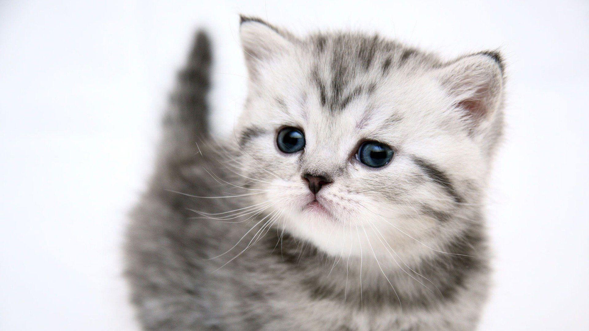 1920x1080 Nền Kitten.  Hình nền mèo con dễ thương, Hình nền mèo con Valentine và Hình nền mèo con Halloween