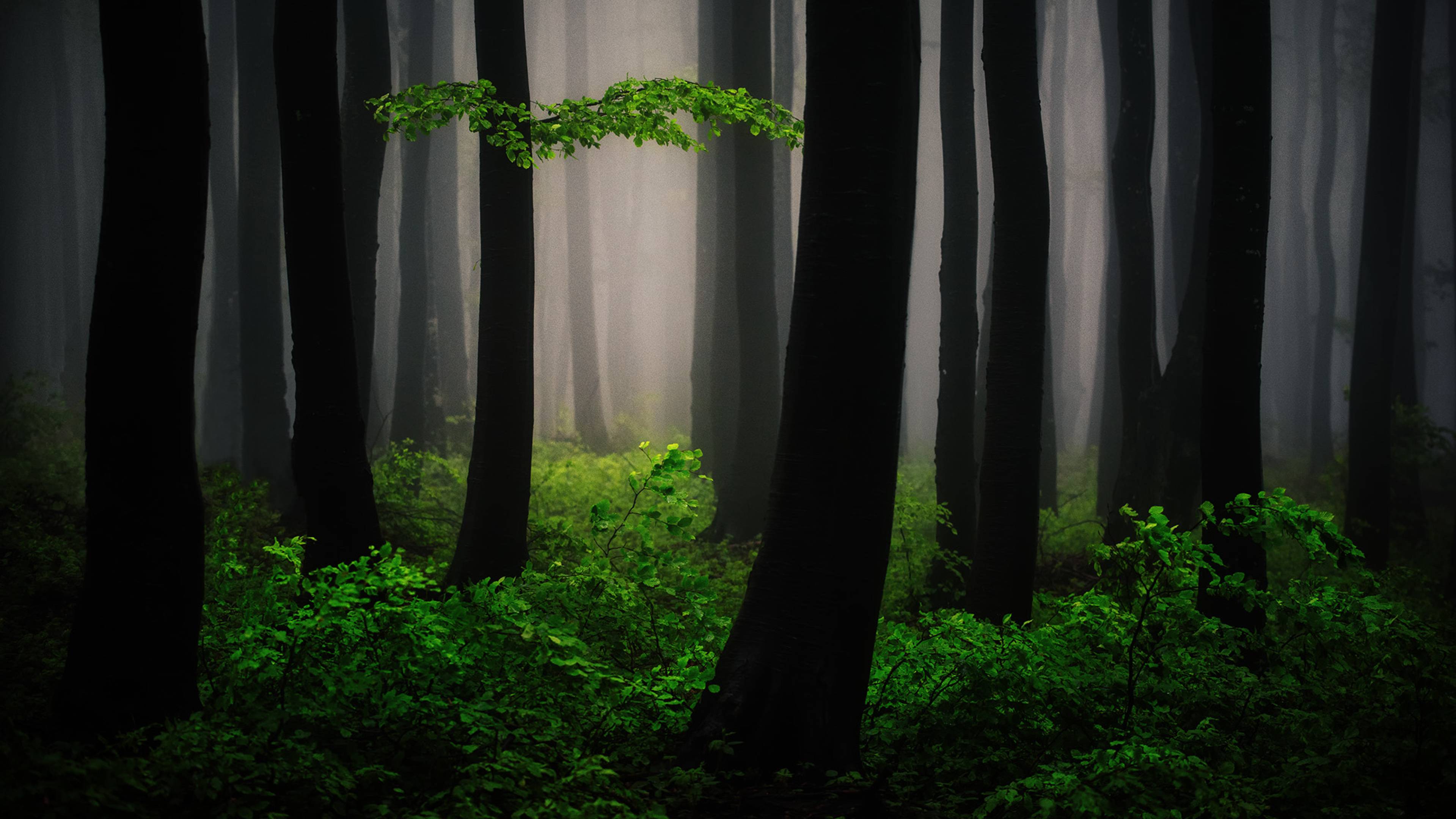 3839x2160 Mysterious Forest Art 4K Wallpaper, HD Nature 4K Wallpaper, Image, Photo and Background