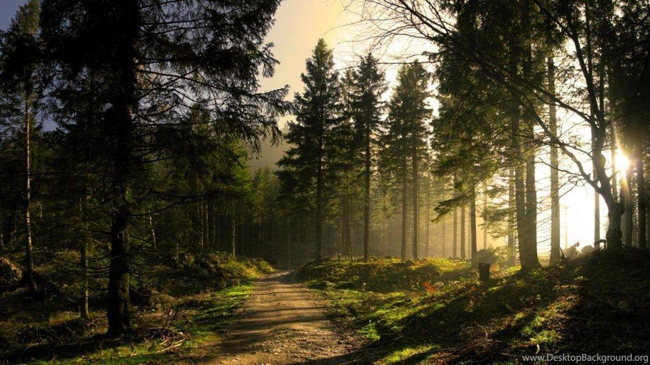 1280x720 Wallpaper Cover Facebook Free HD Mysterious Forest Sunlight. Desktop Background