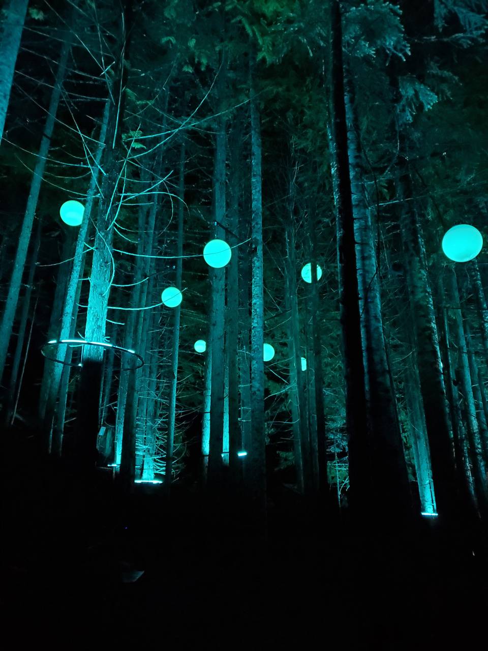 960x1280 Mystical Forest wallpaper