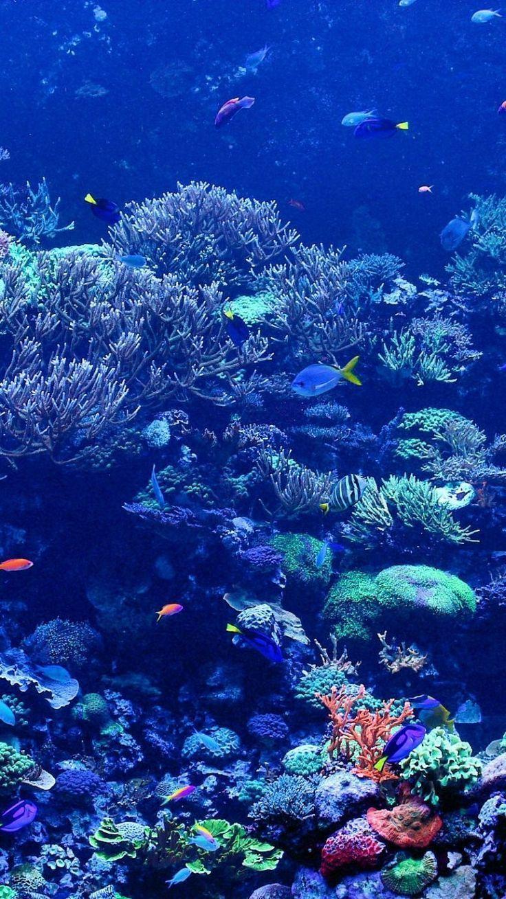 736x1309 Scuba iPhone Wallpaper