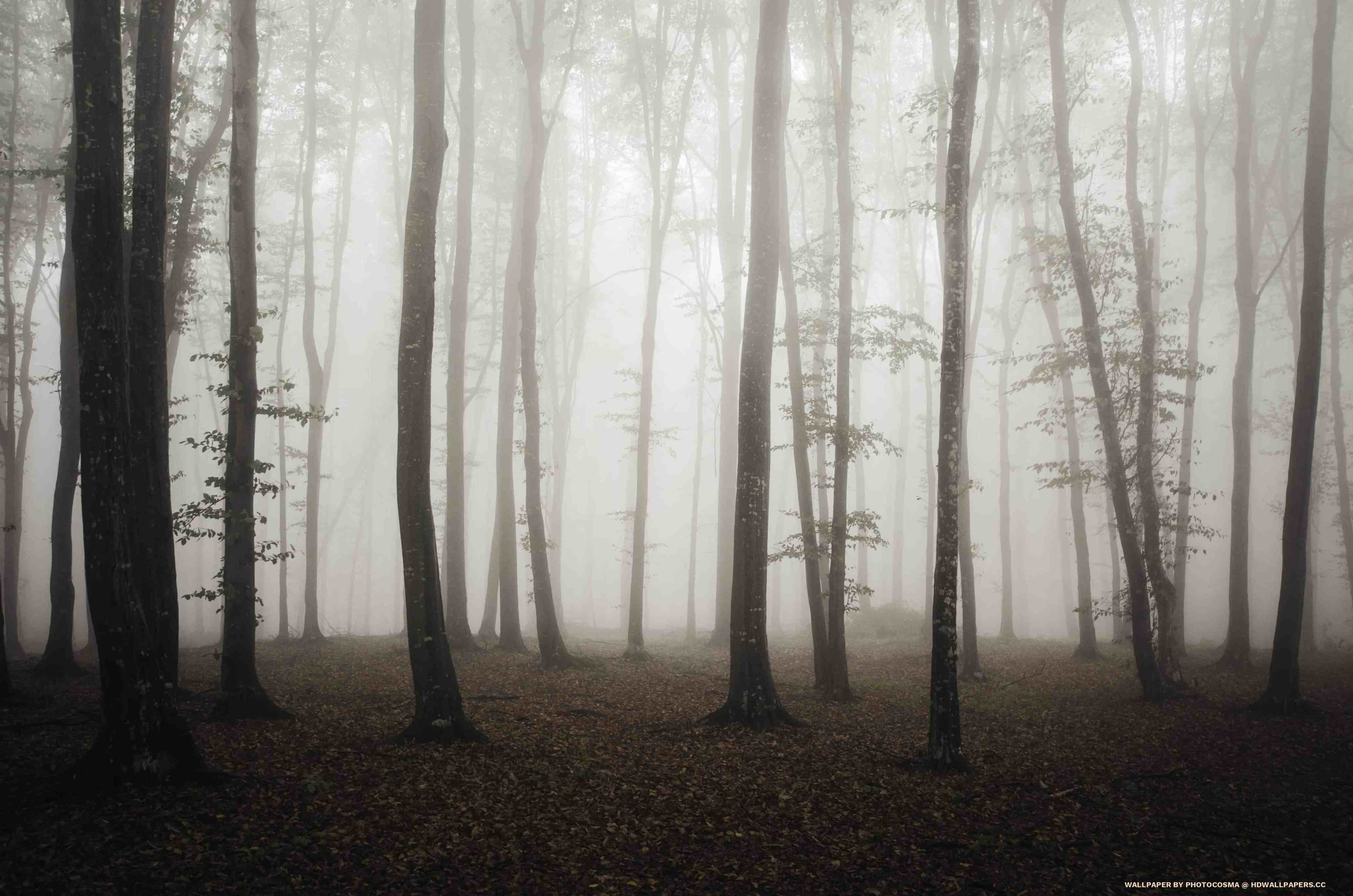 4125x2732 Mysterious forest with fog