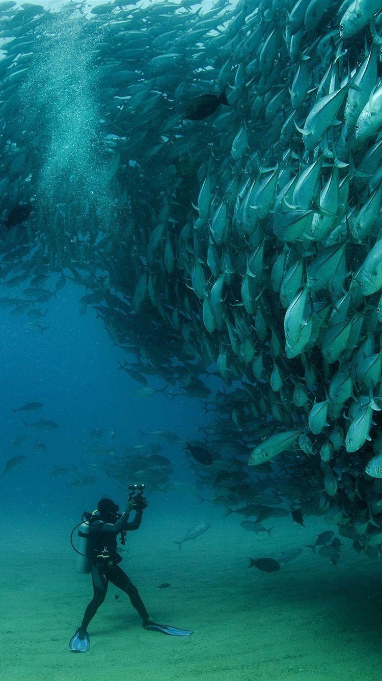 750x1334 Sardines, Fish Underwater, Diver, Cabo Pulmo National Park, Mexico 750x1334 IPhone 8 7 6 6S Wallpaper, Background, Picture, Image