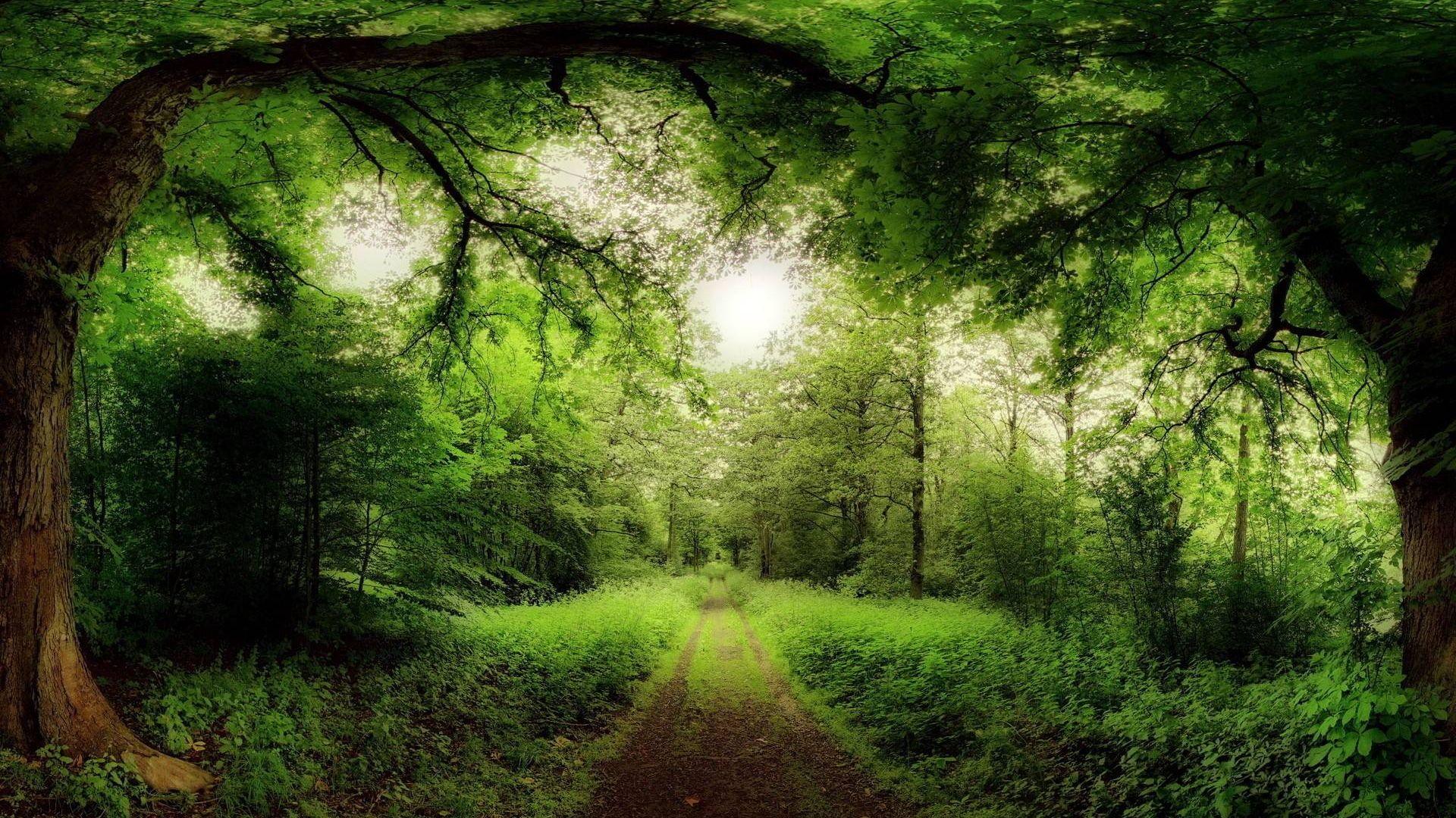 1920x1080 Background Forest Wallpaper Desktop