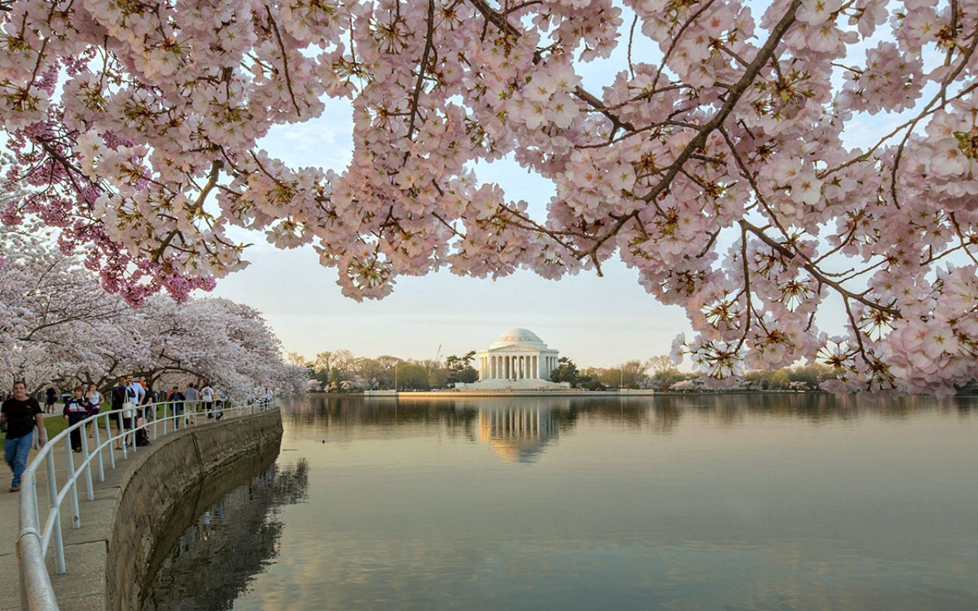 1920x1200 Cherry Blossoms In Spring Wide Desktop Background wallpaper free