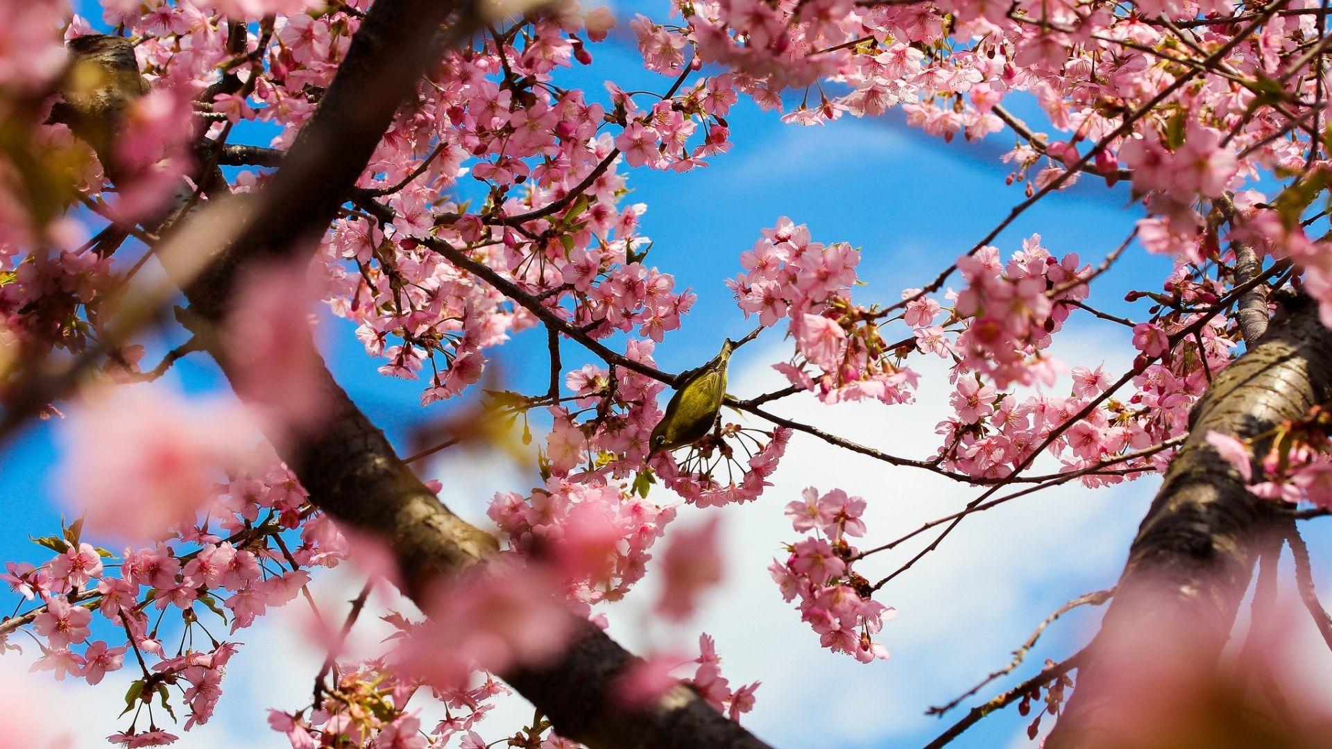 1920x1080 Cherry Blossom Computer Wallpaper