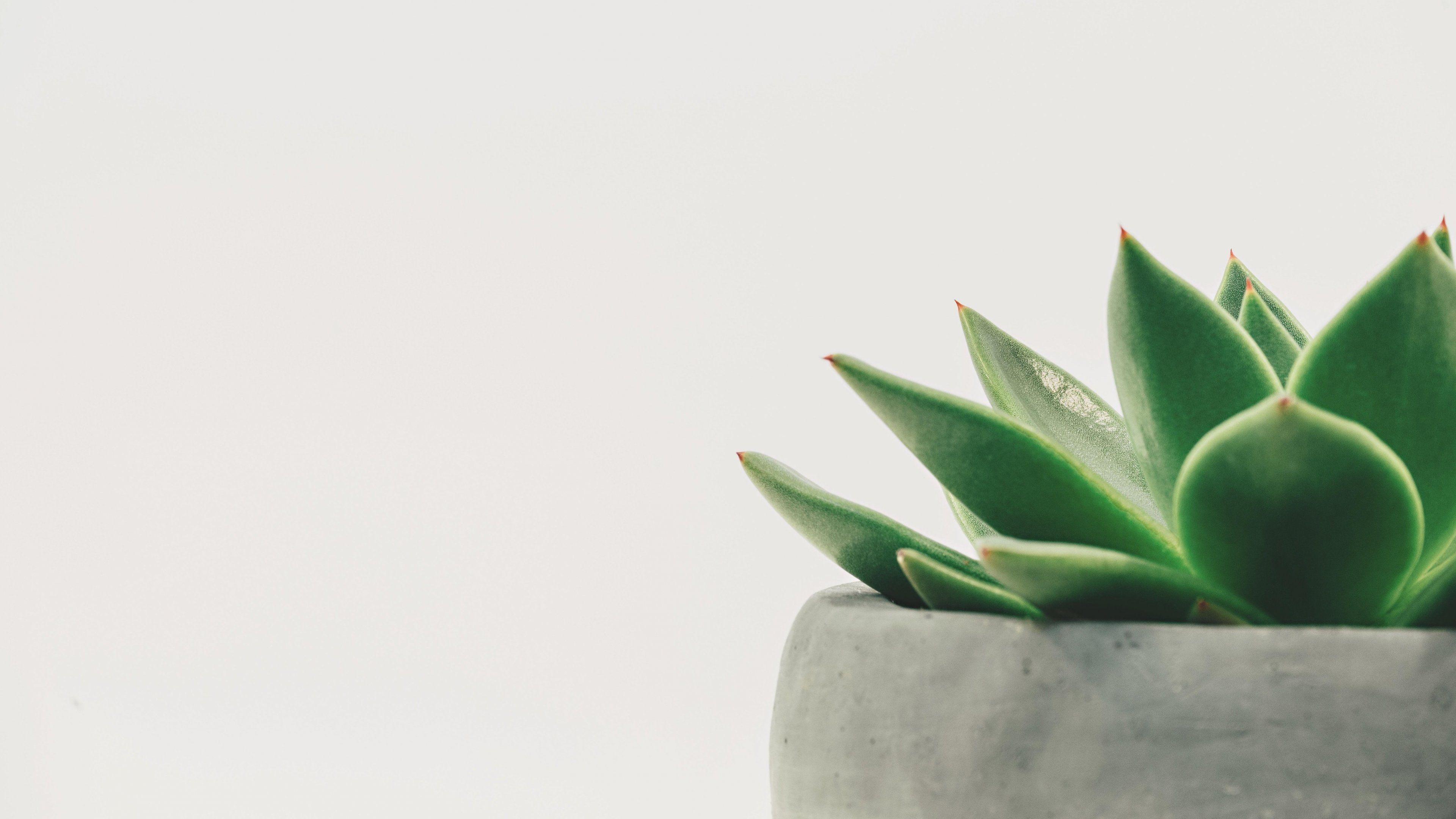 3840x2160 Succulent Desktop Background