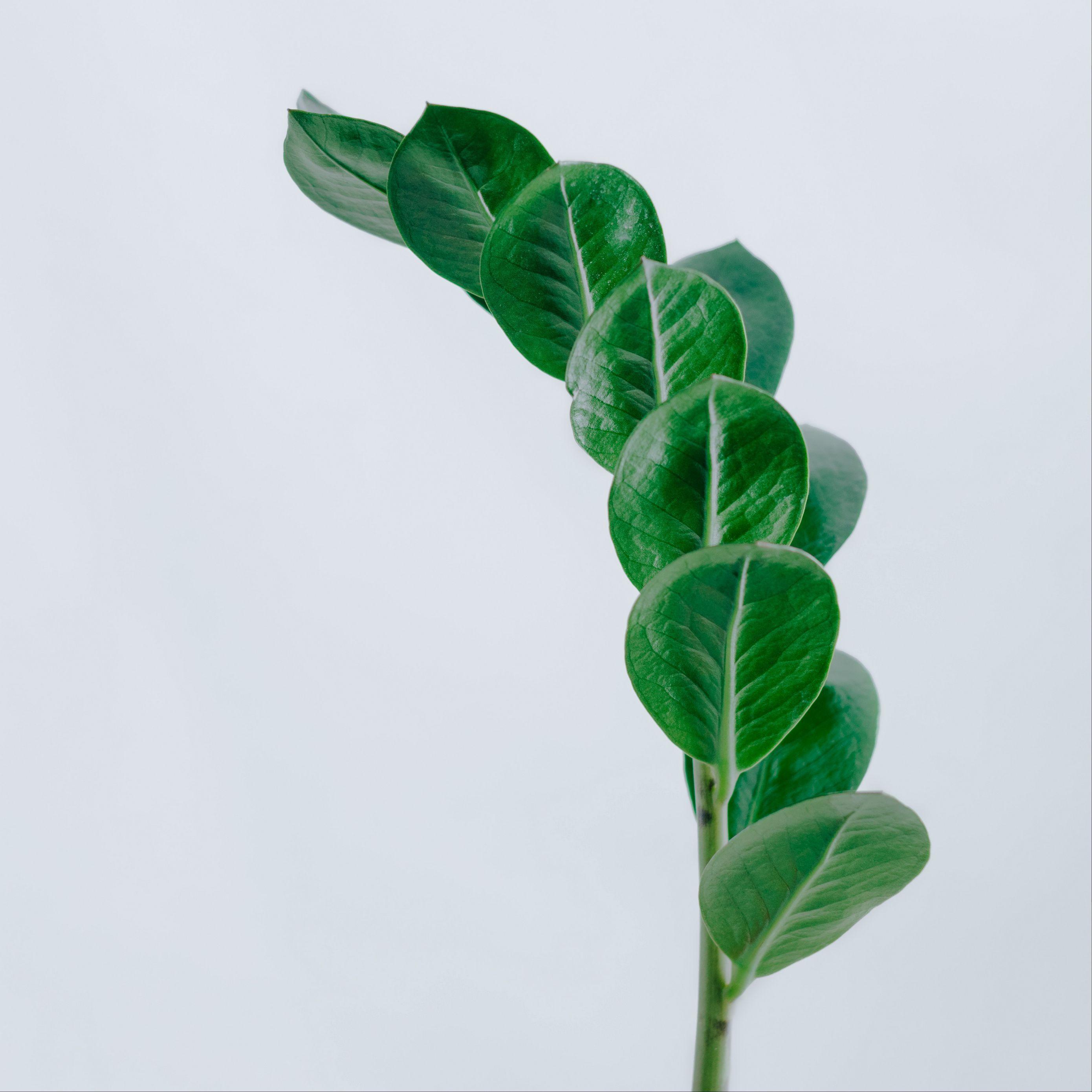 2780x2780 Wallpaper Branch, Leaves, Minimalism, Green Wallpaper Minimalist Green HD Wallpaper
