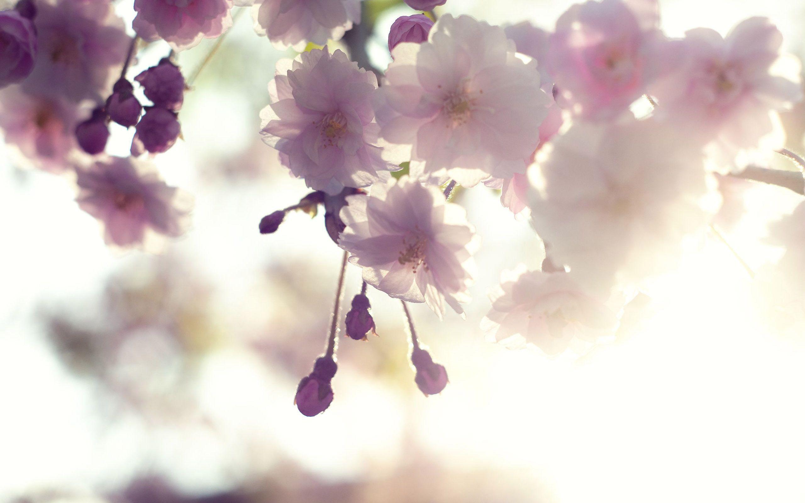 2560x1600 White Cherry Blossom Wallpaper Screen HD Image