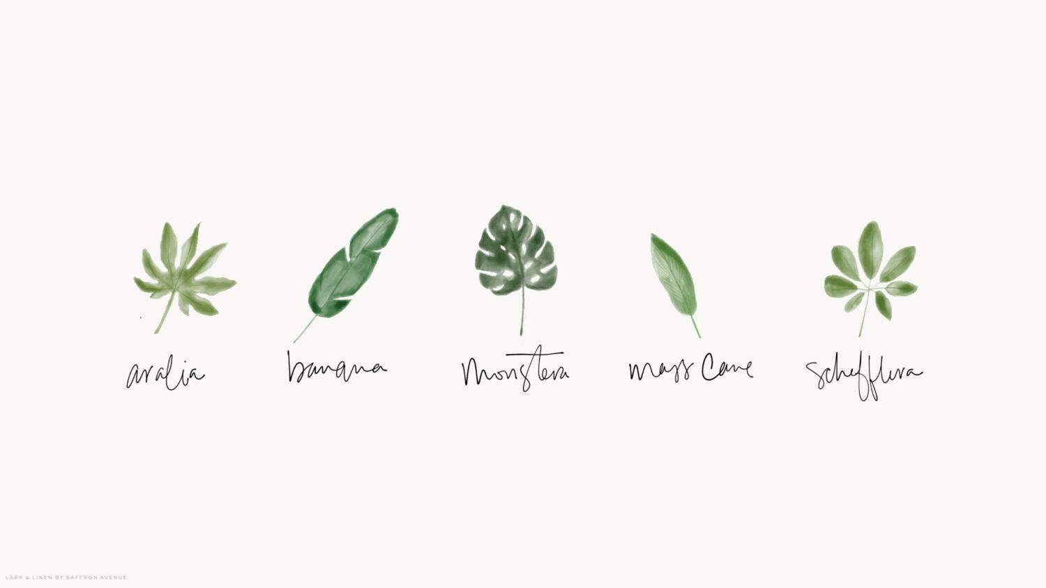 Minimalist Plant Laptop Wallpapers - Top Free Minimalist Plant Laptop